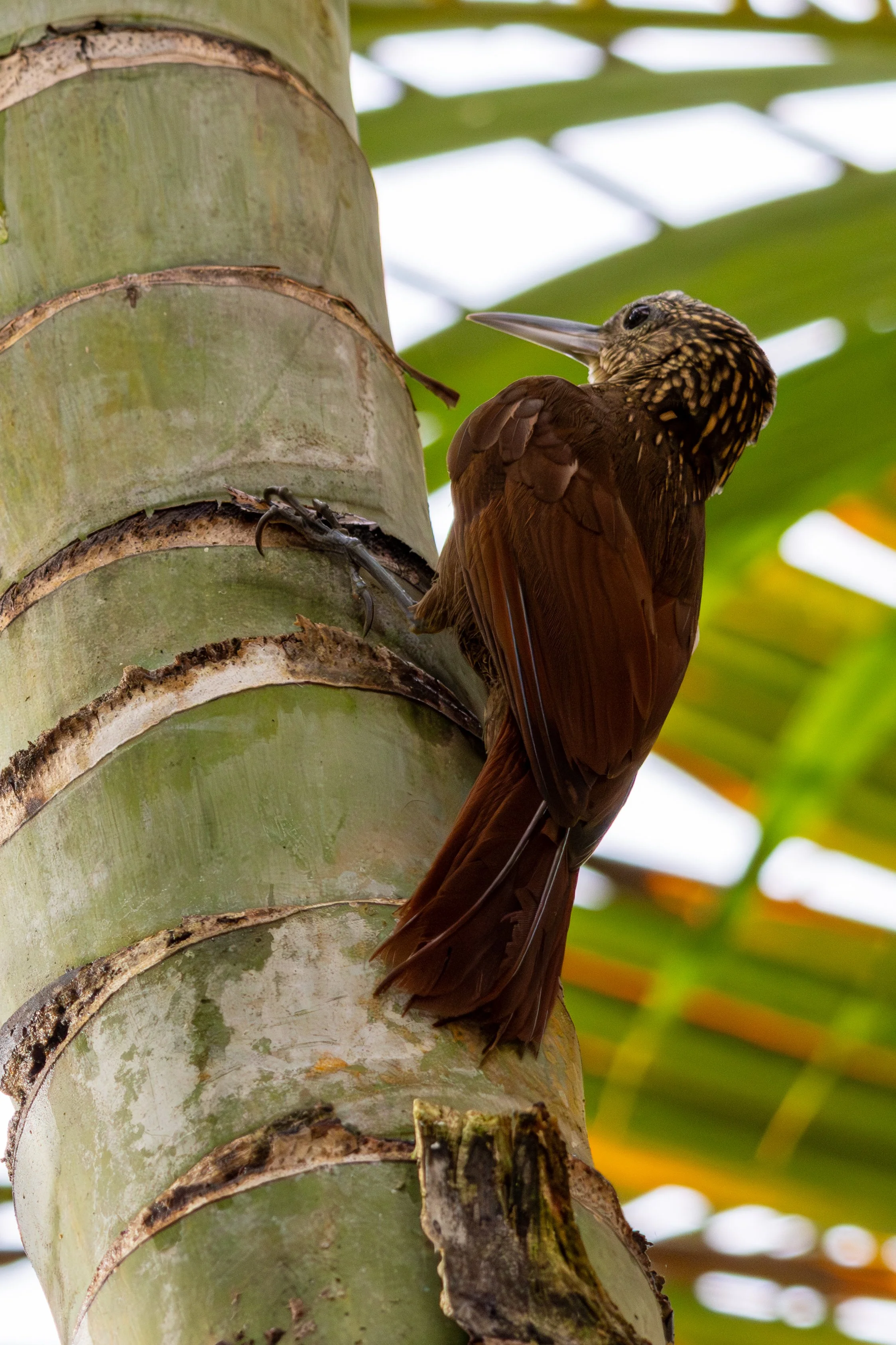 Buff-throated Woodcreeper