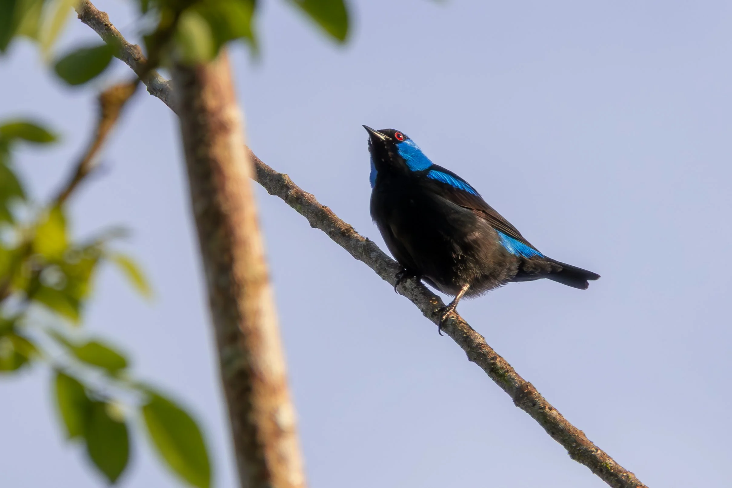 Scarlet-thighed Dacnis