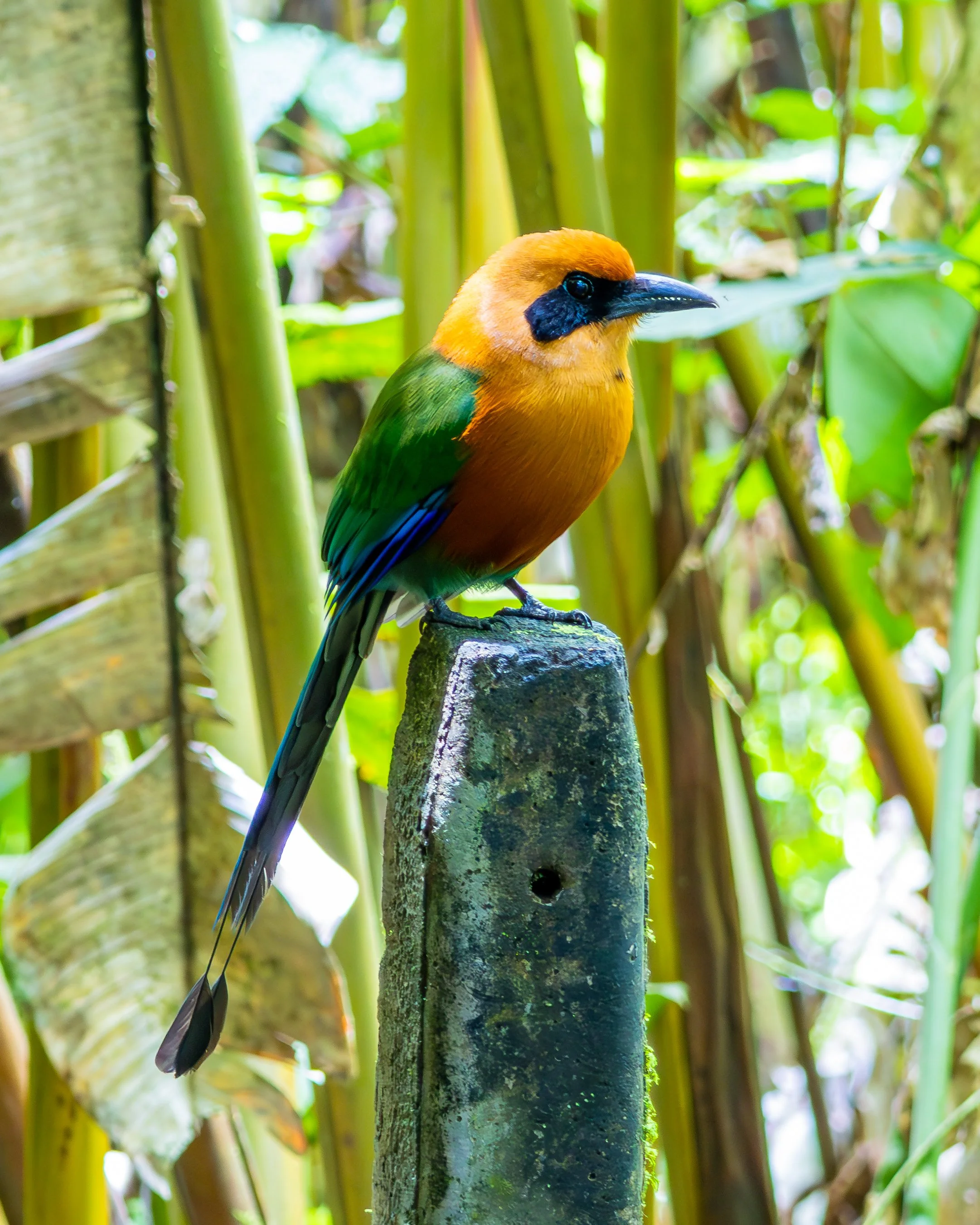 Rufous Mot-Mot