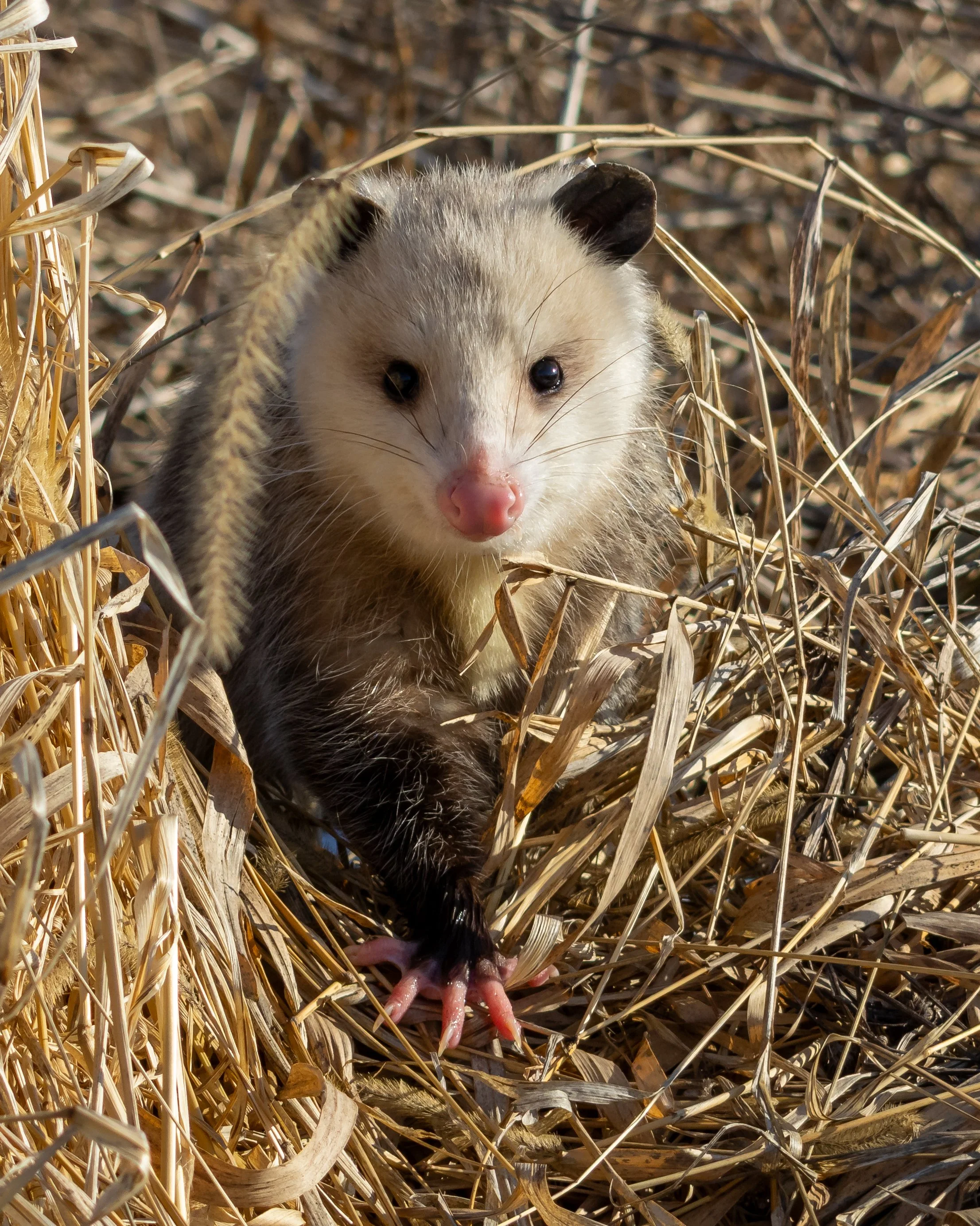 Opossum 