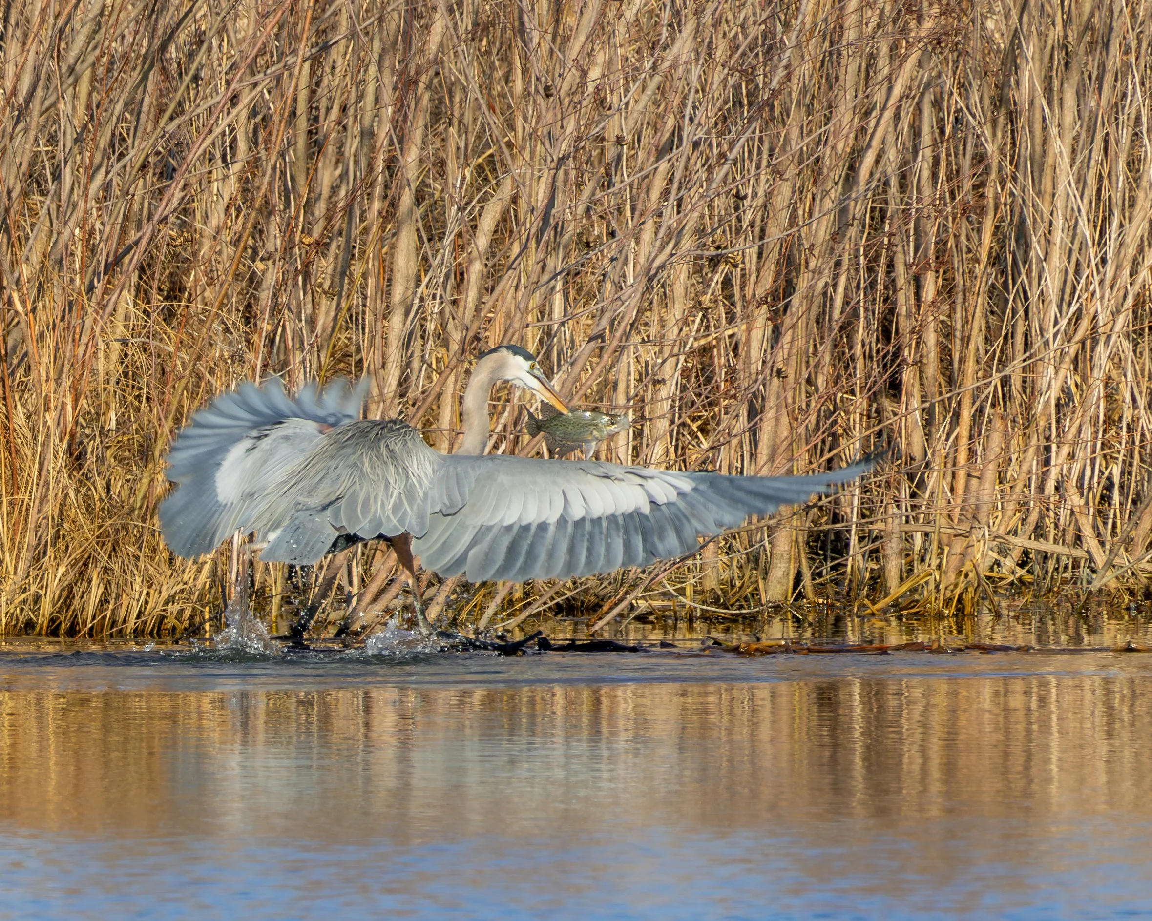 Great Blue Heron and Fish