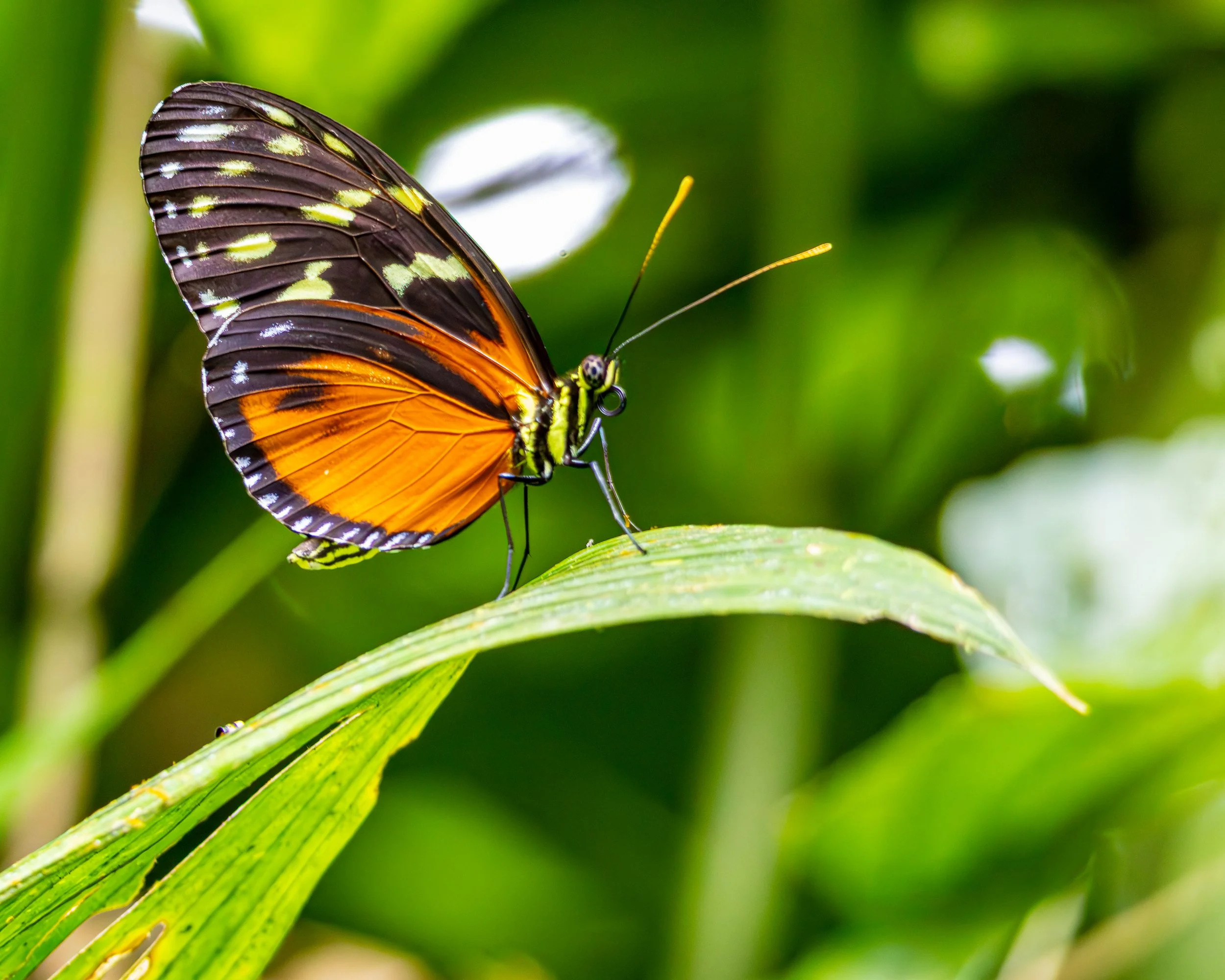 Butterfly-1.jpg