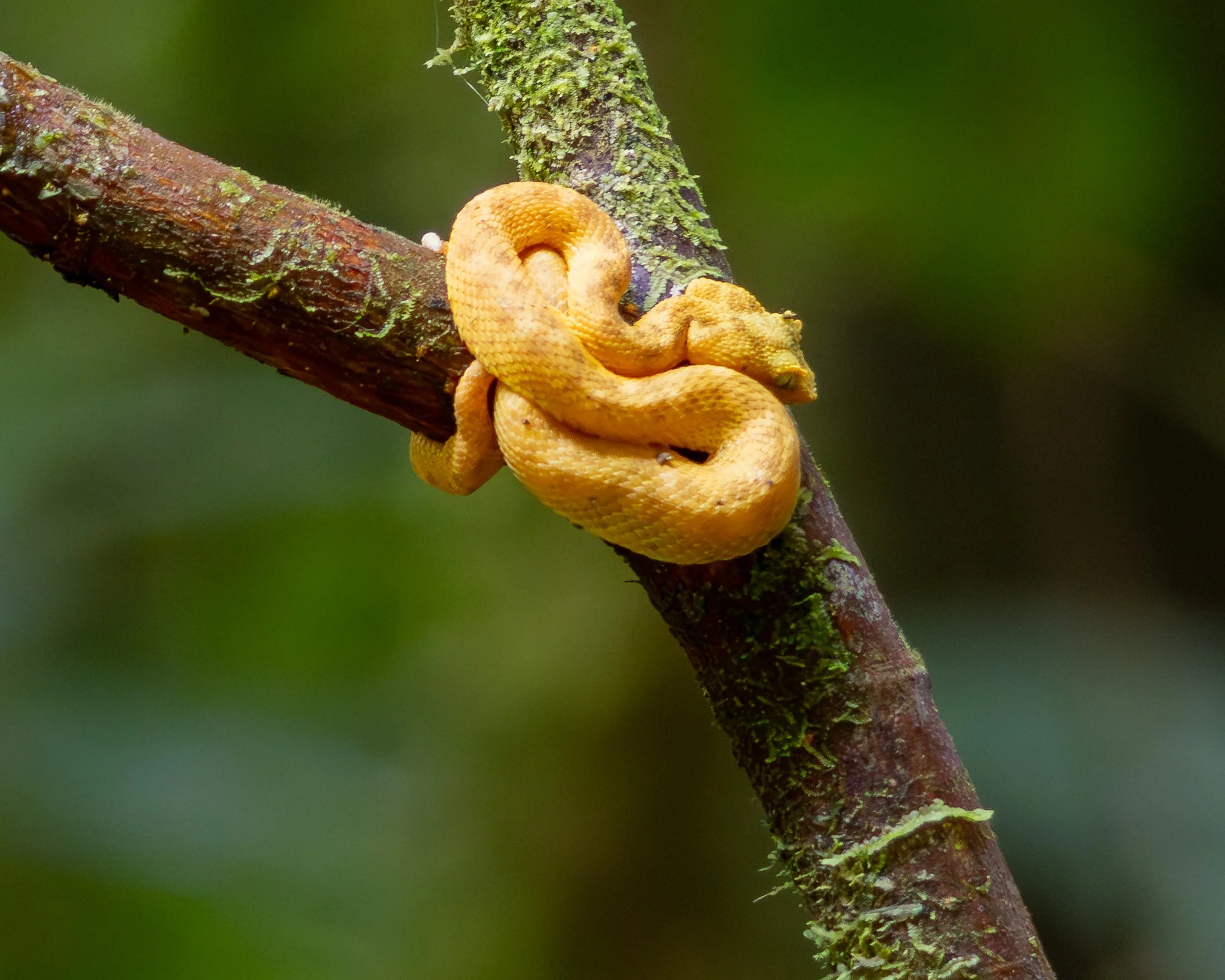 Eyelash Pit Viper