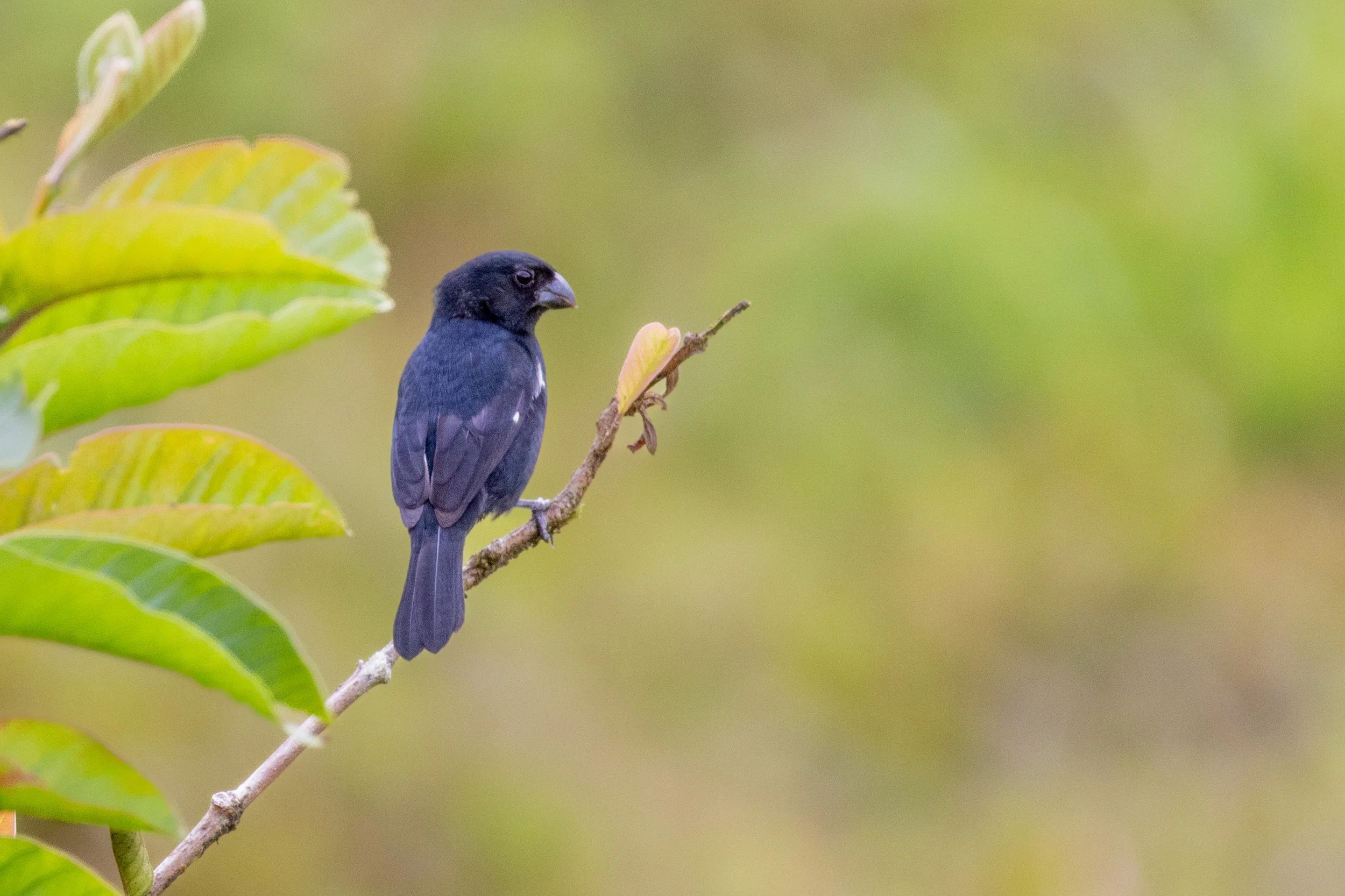 Variable Seedeater