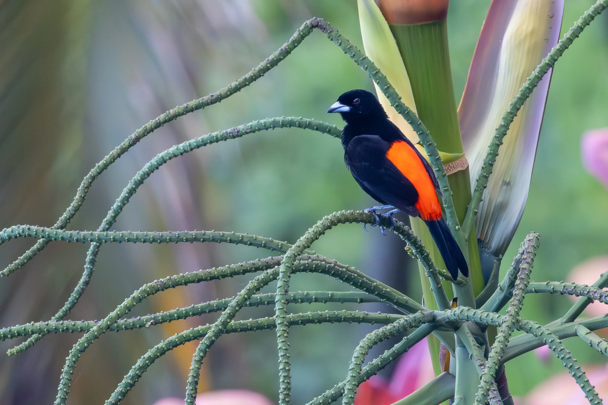 Scarelet-rumped Tanager