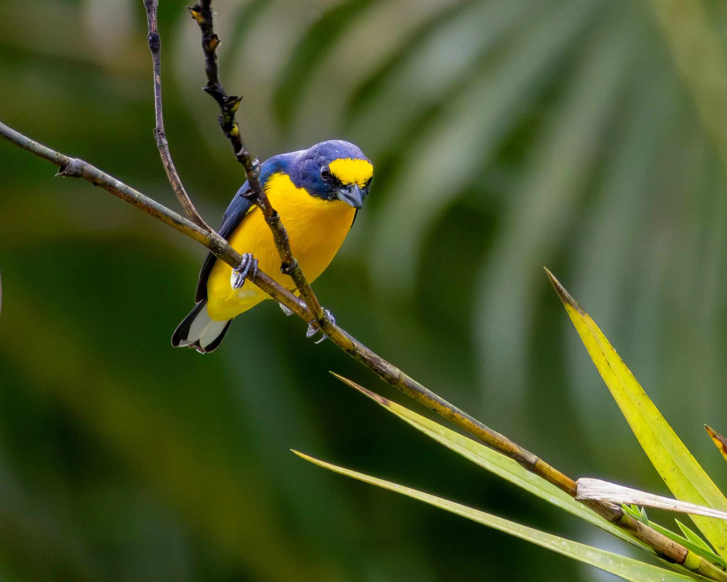 Yellow-throated Euponia