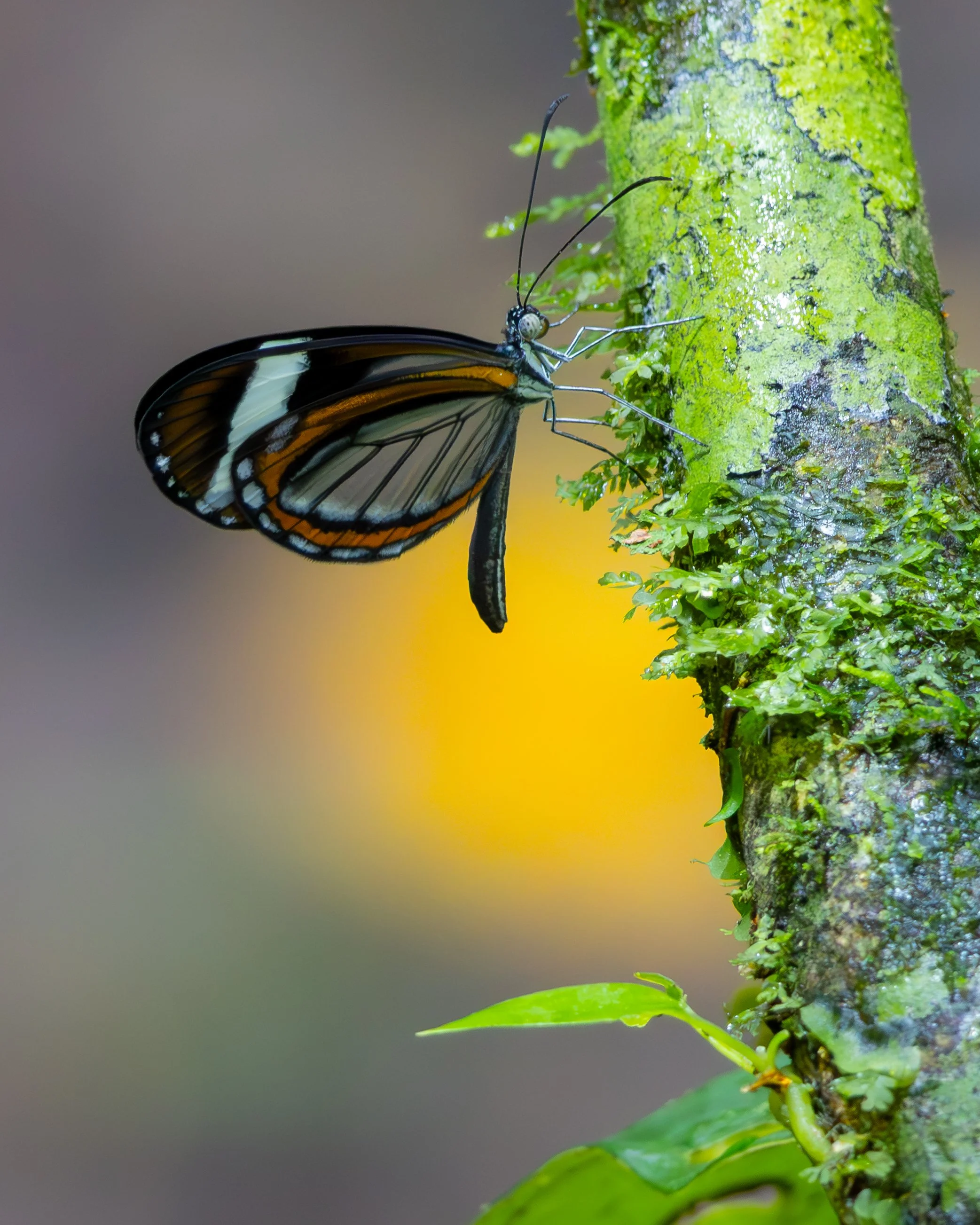 Glasswing Butterfly