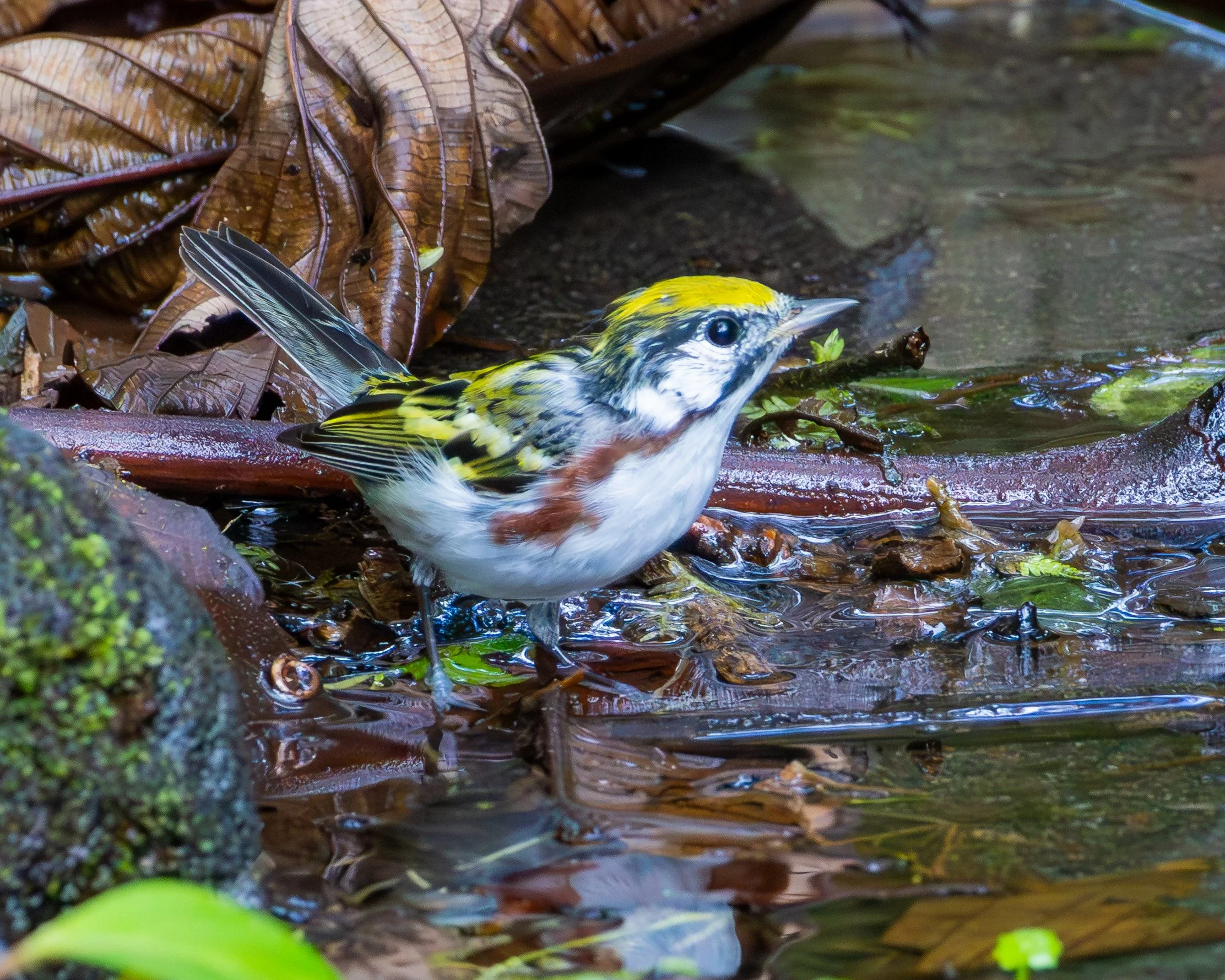 Chestnut-sided Warbler