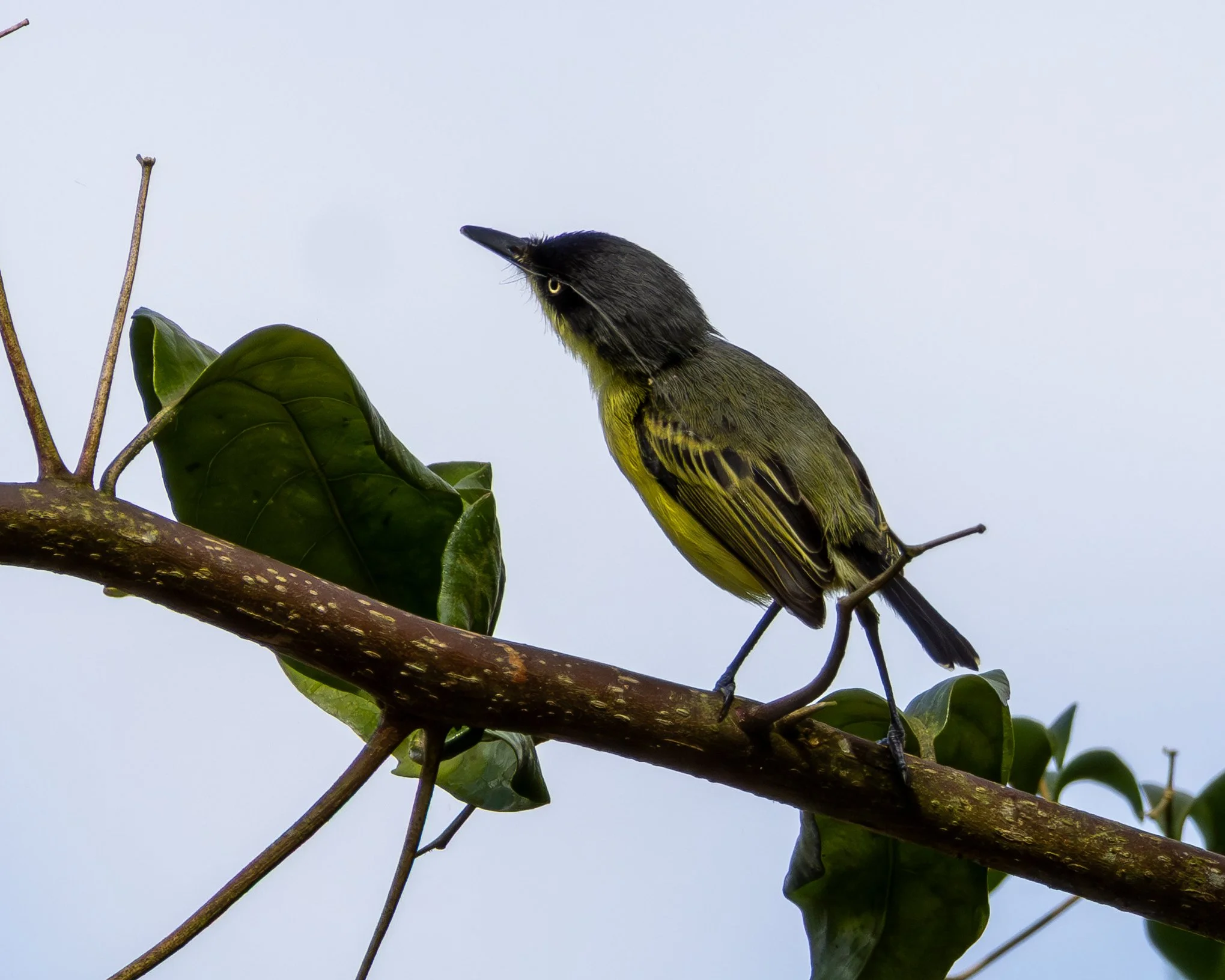 Common Tody Flycatcher