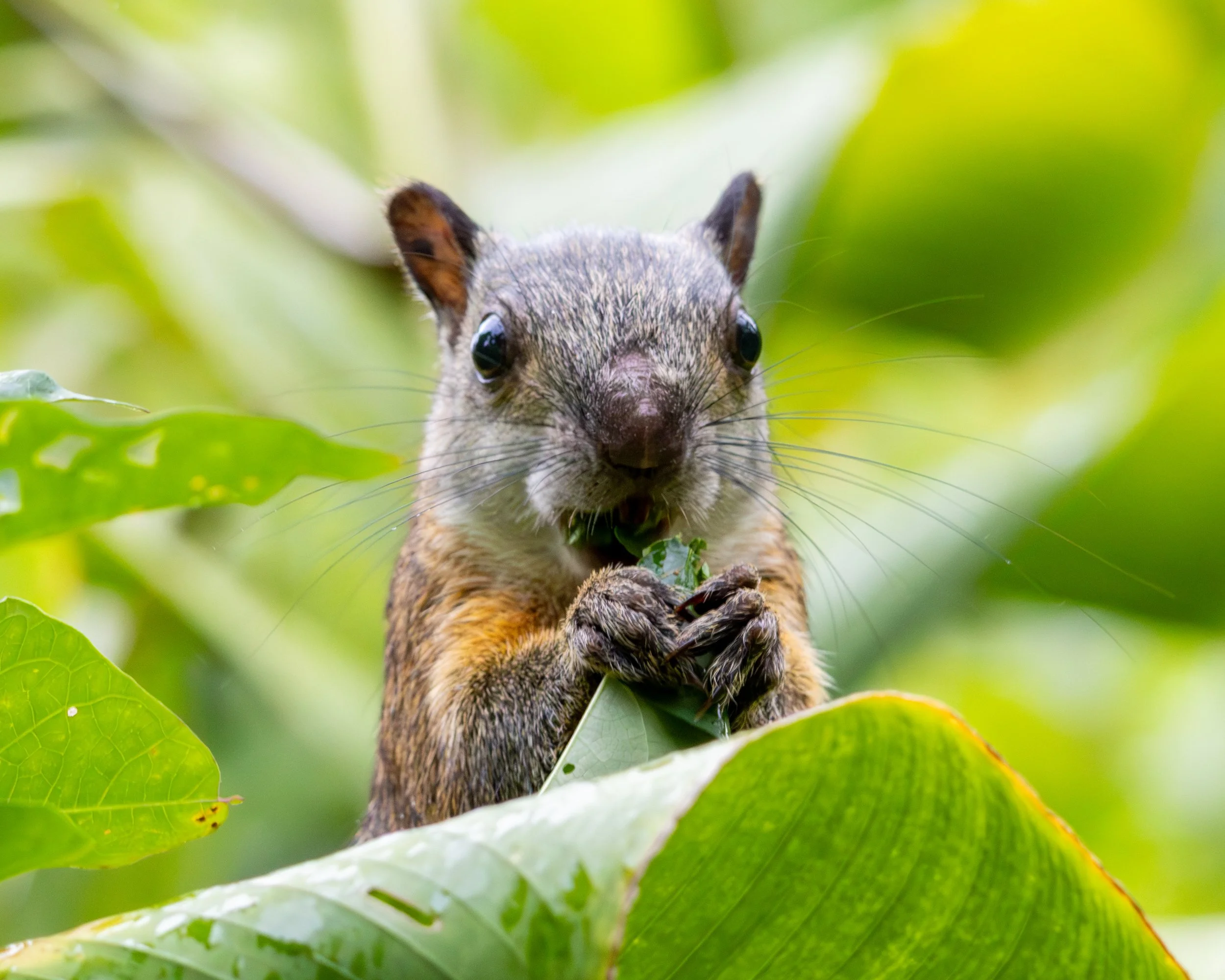 Squirrel