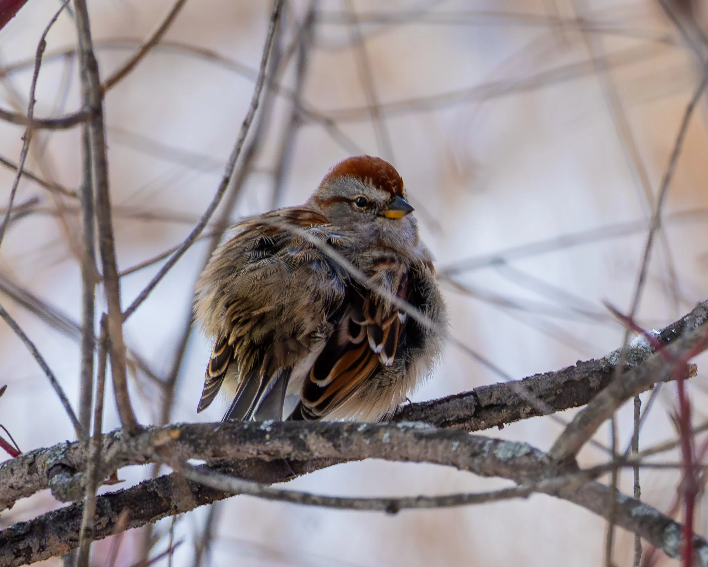 American Tree Sparrow
