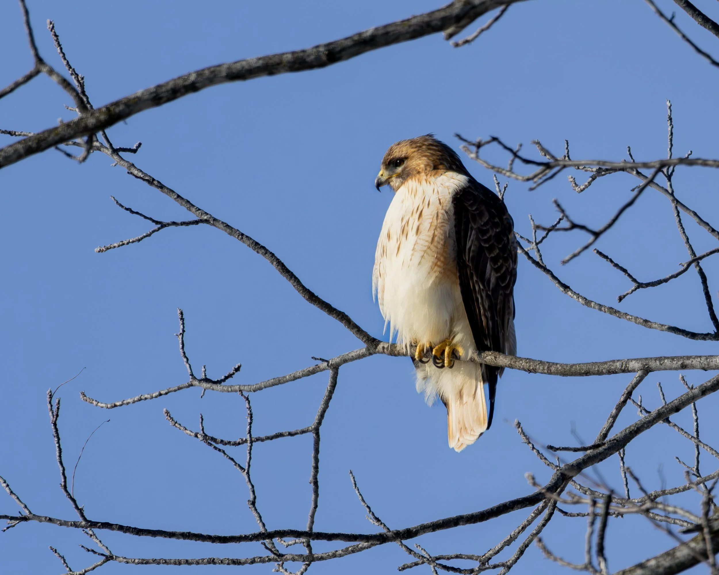 Red-tailed Hawk
