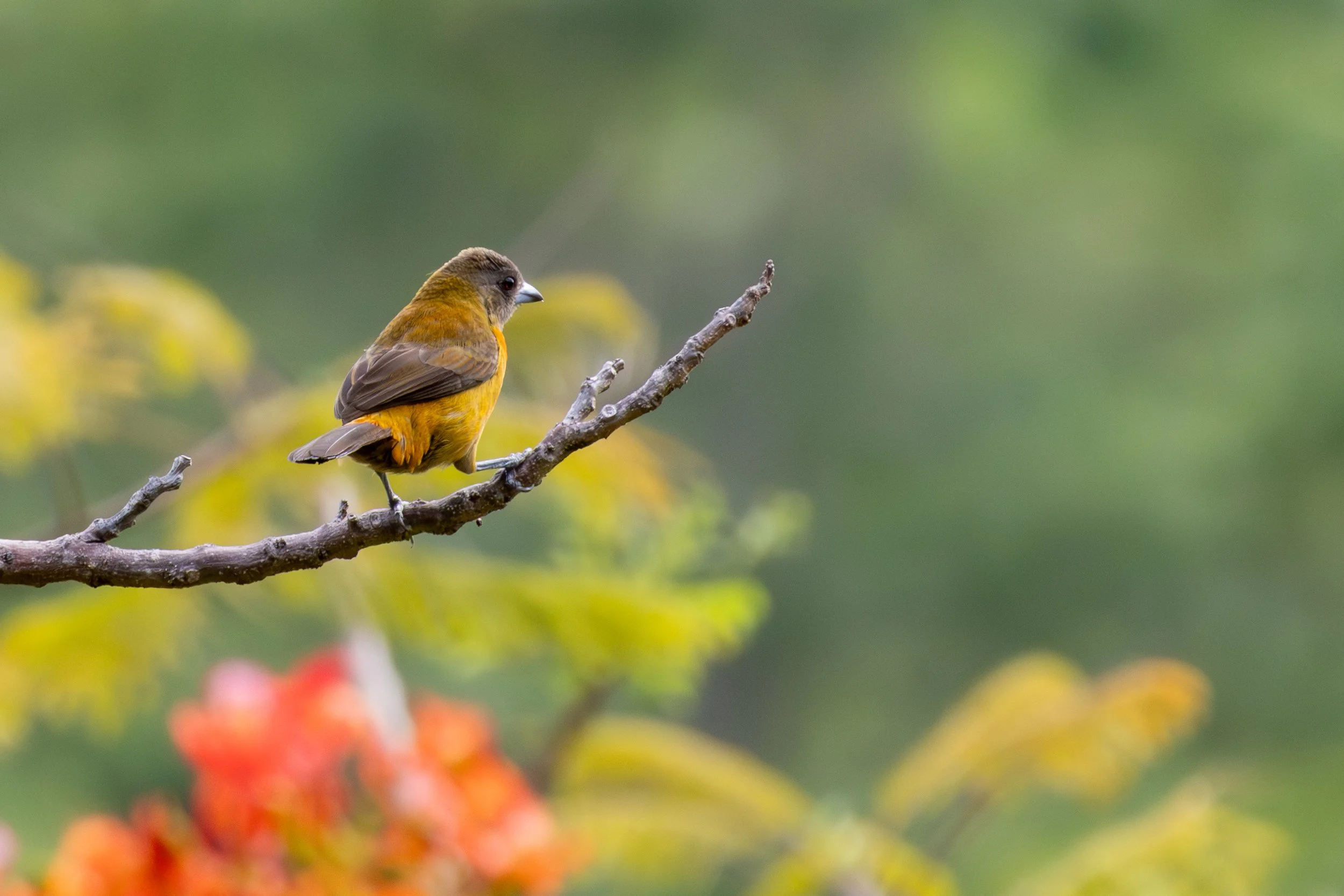 Scarlet-rumped Tanager