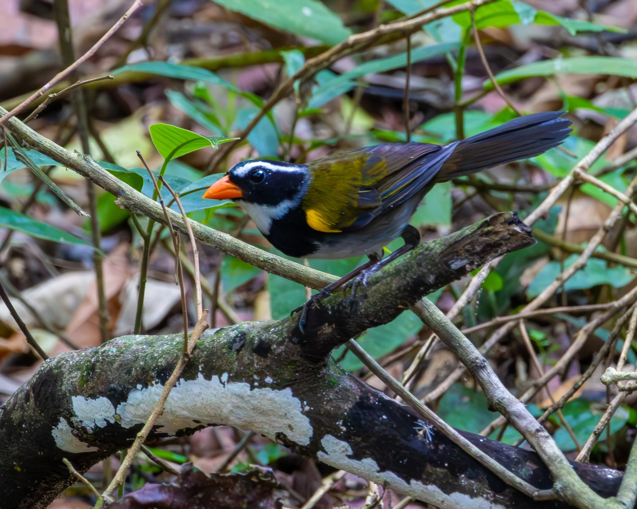 Orange-billed Sparrow