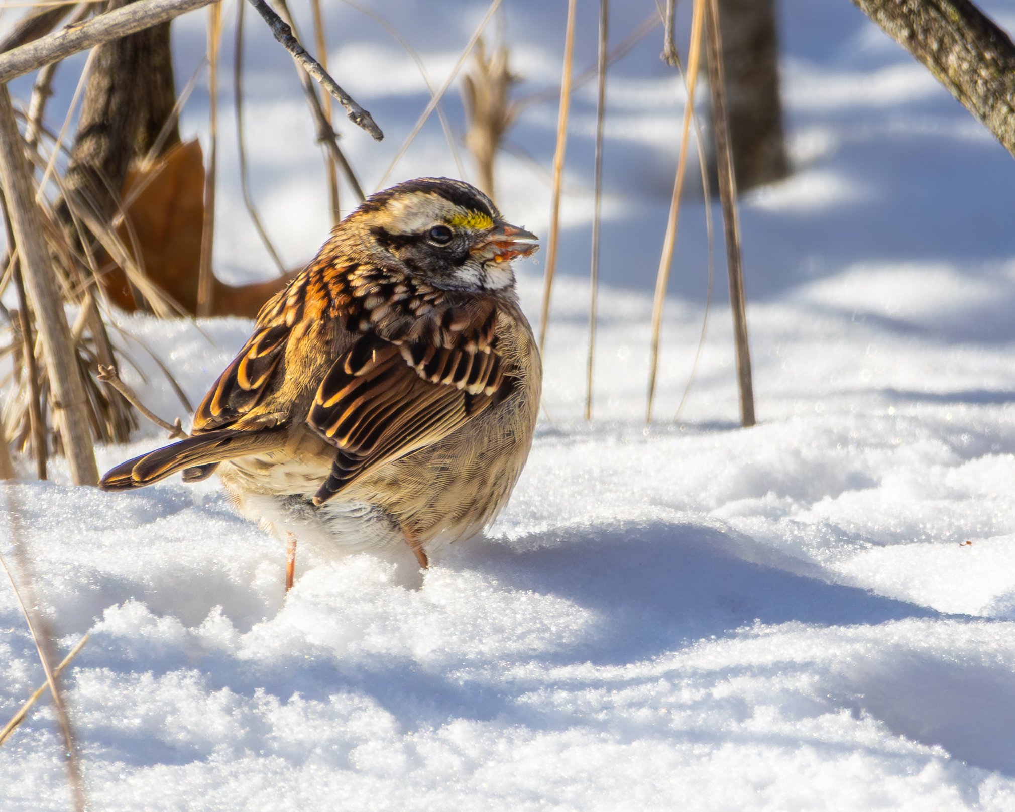 White-throated Sparrow