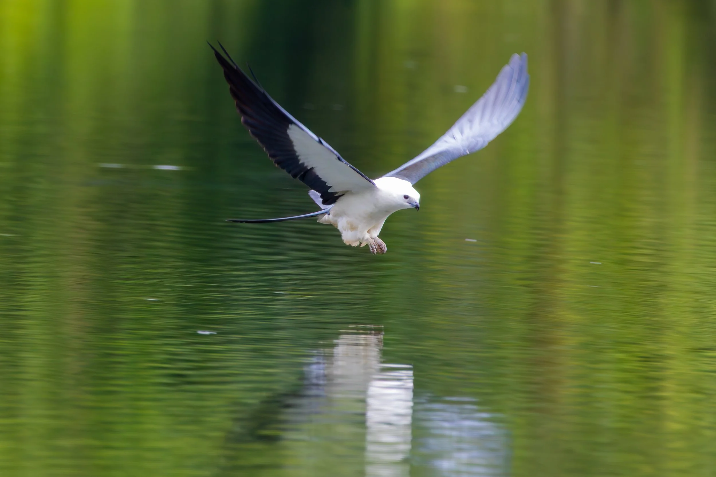 Swallow-Tailed Kite
