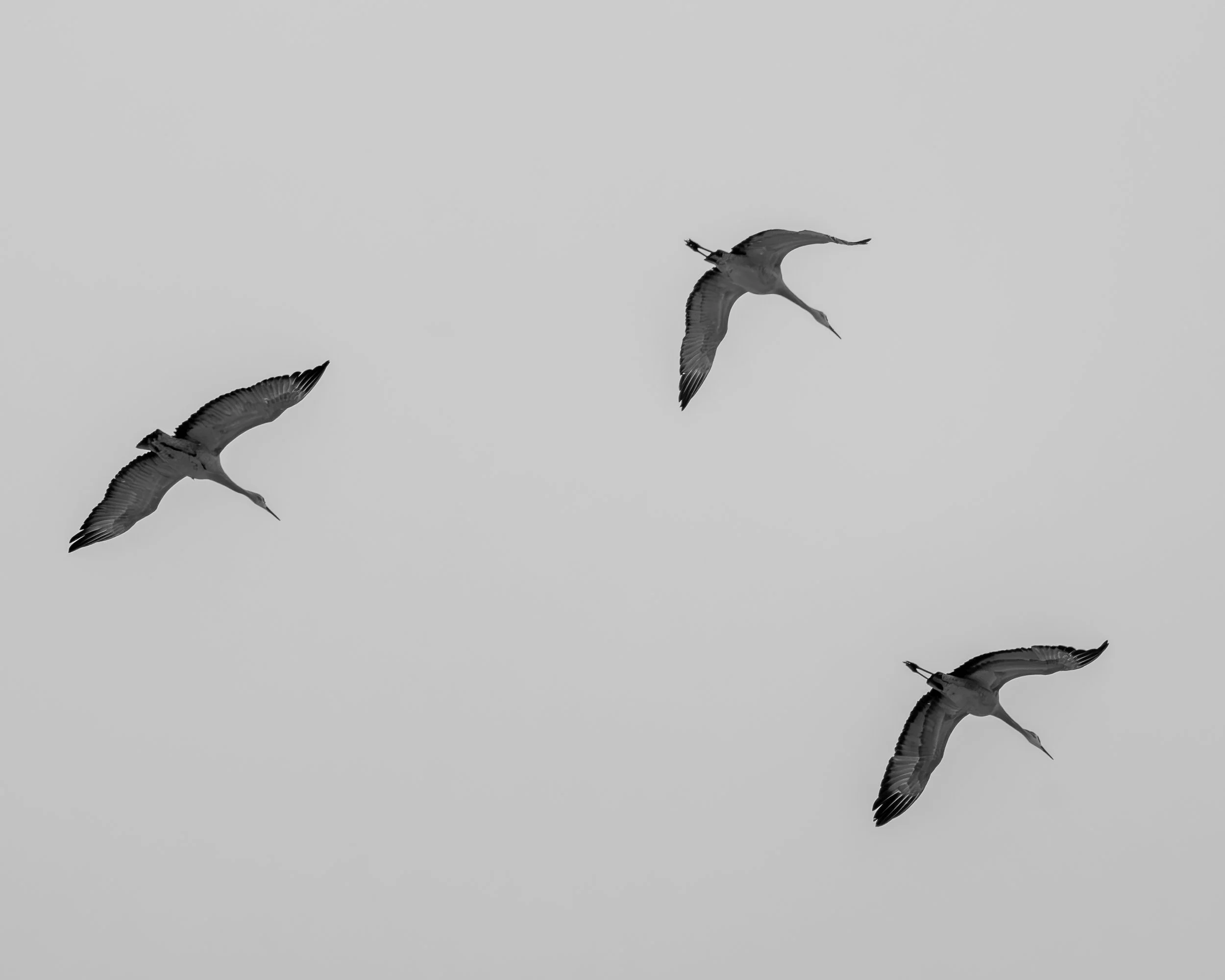 Sandhill Cranes heading south