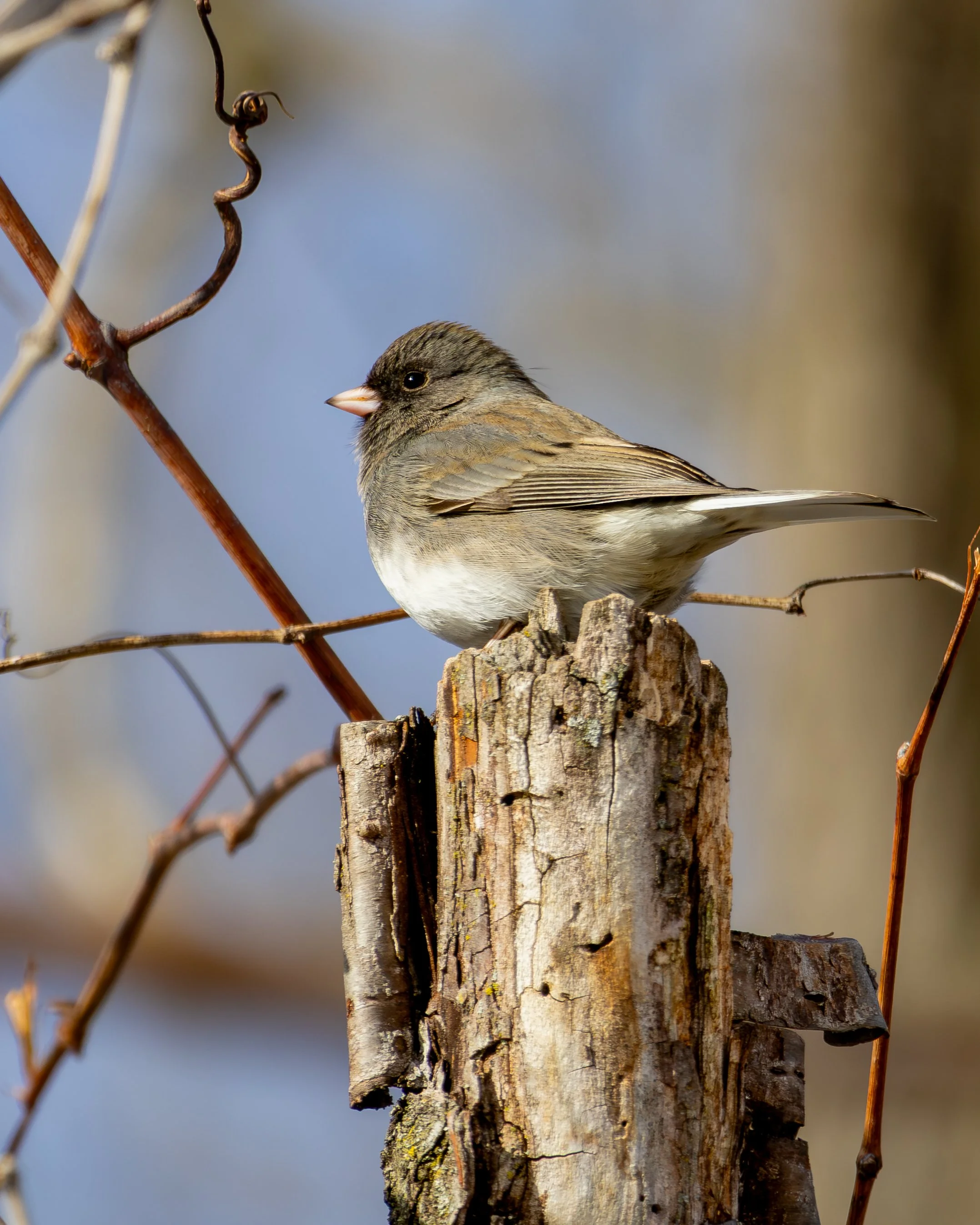 Dark-eyed Junco