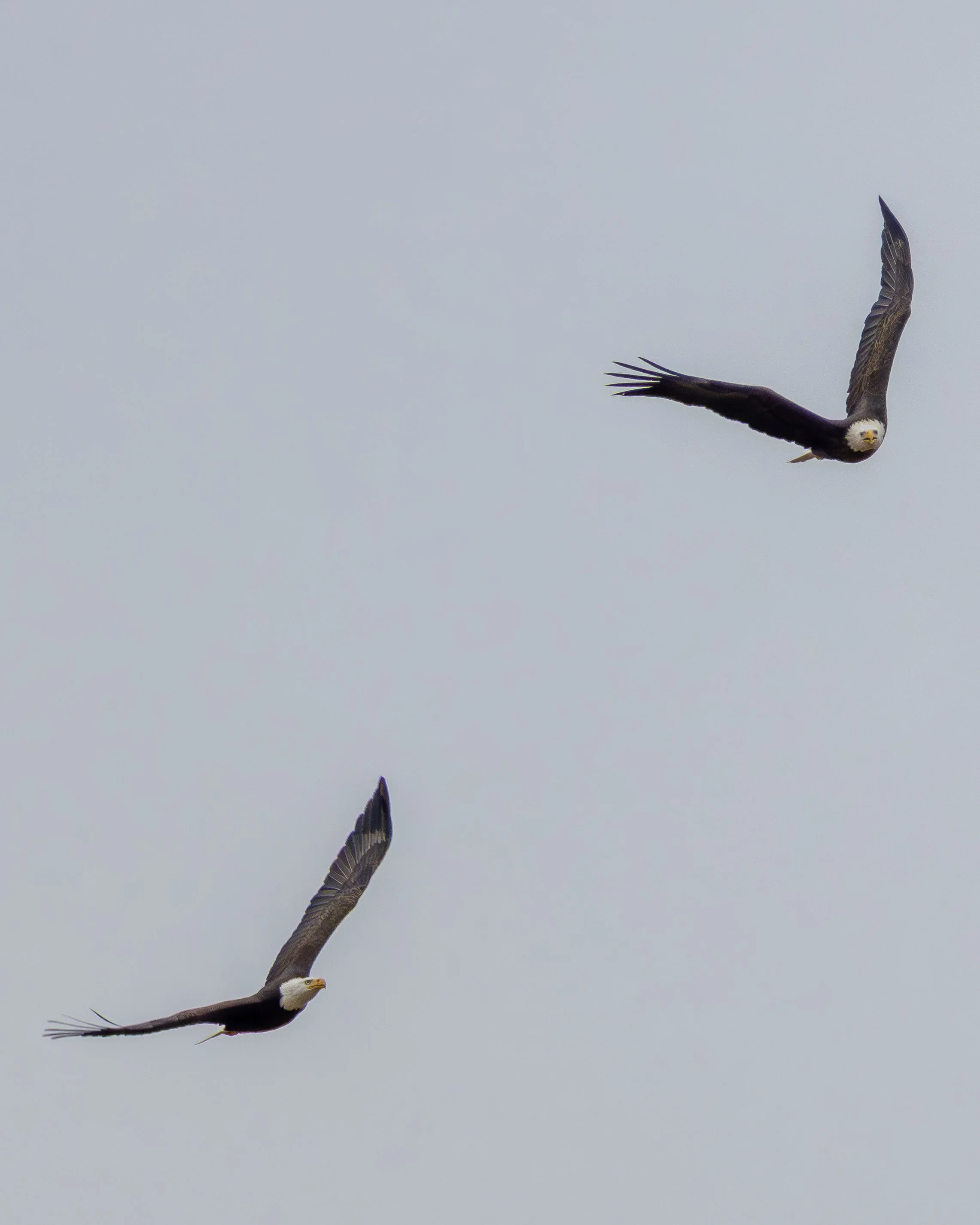 Bald Eagles