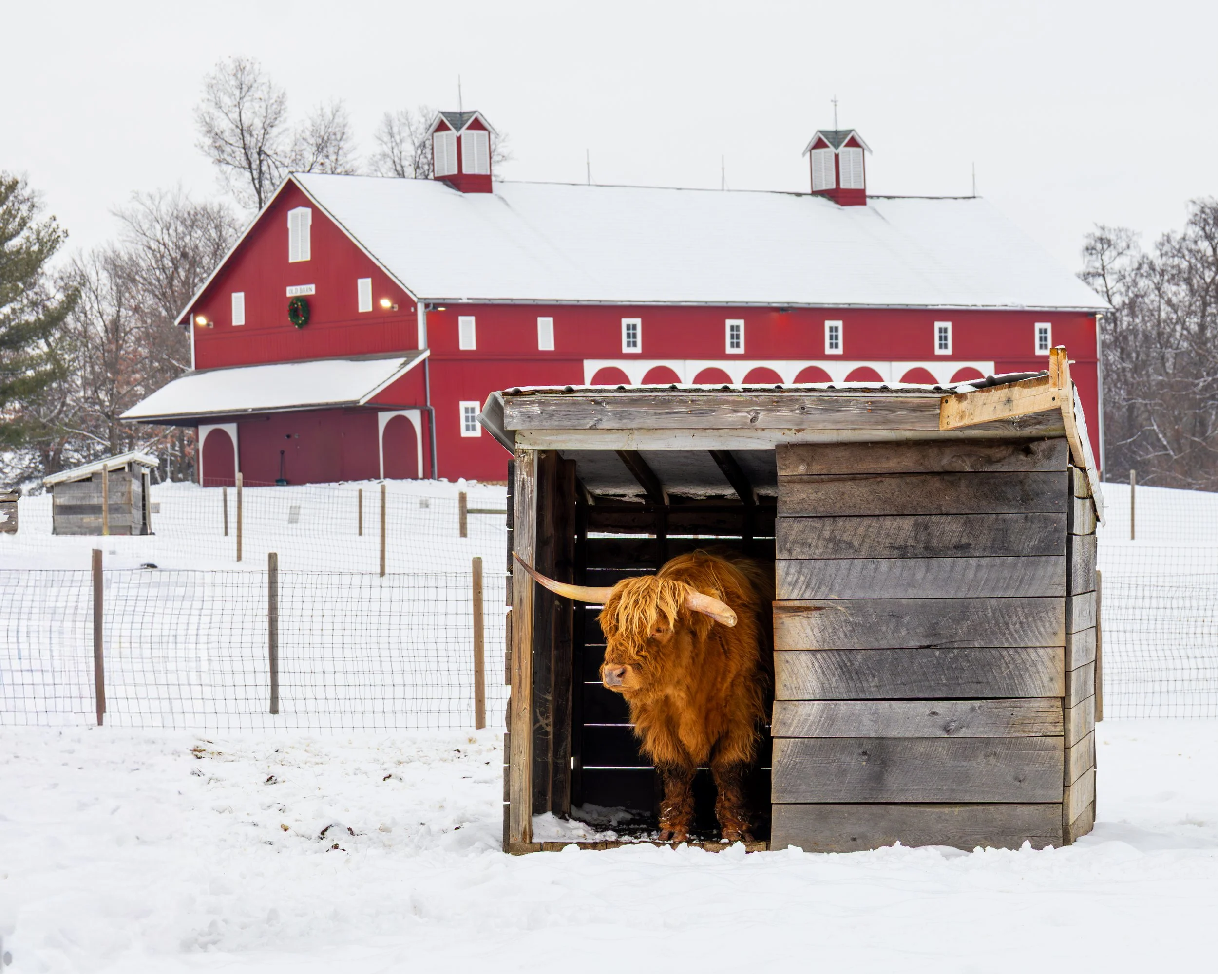 Highland Cow taken at Salomon Farm Park