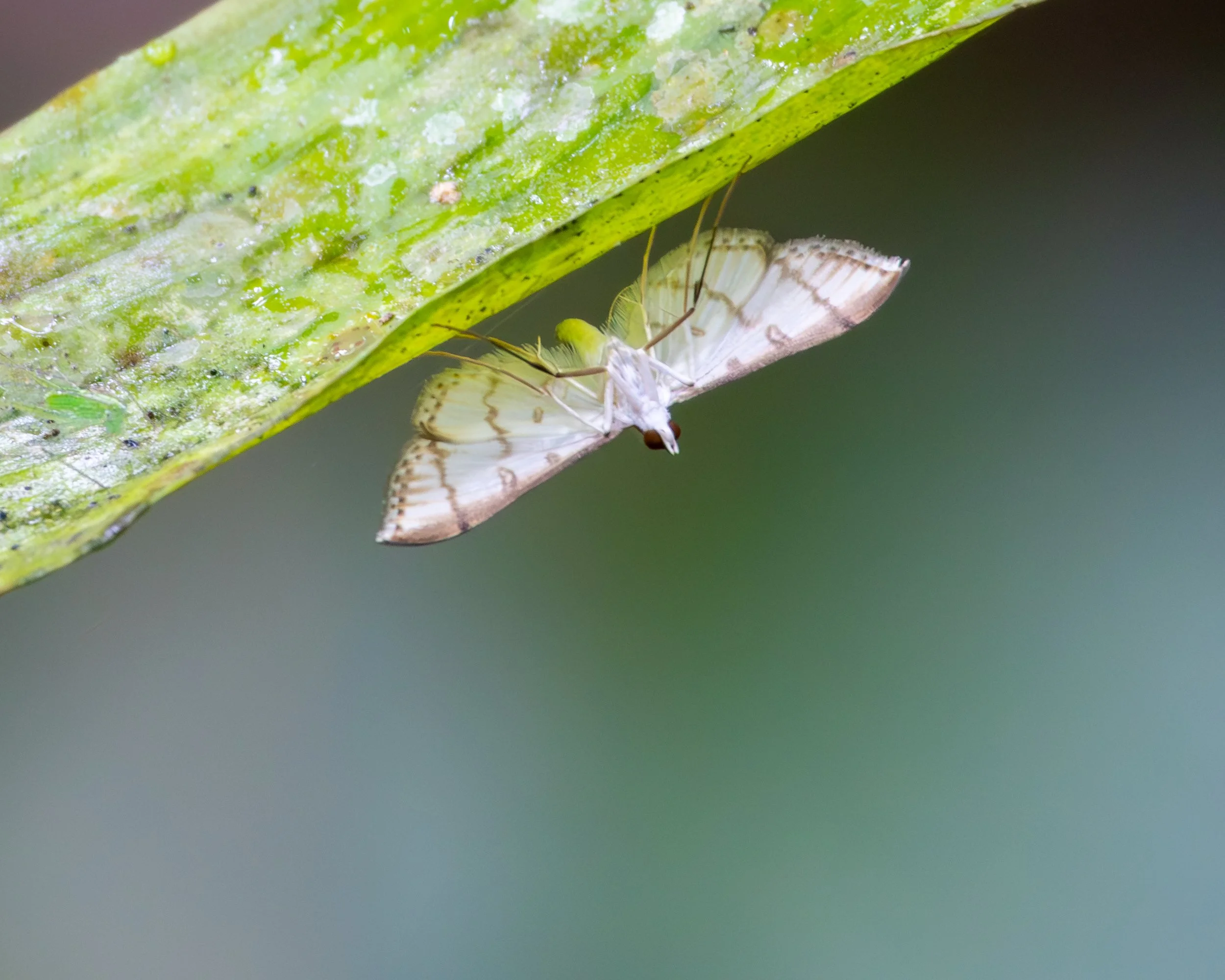 Crambid Snout Moth