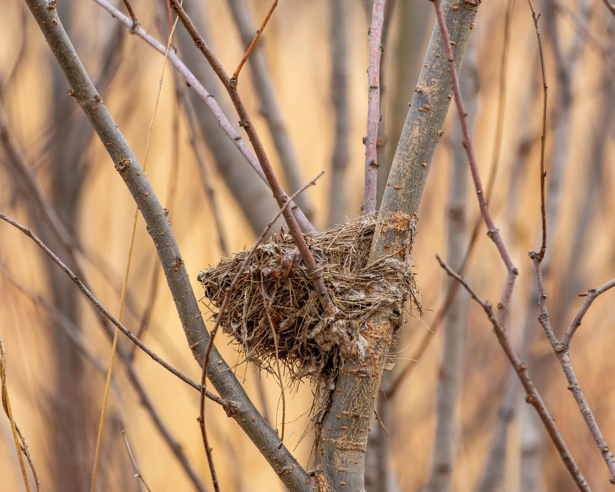 Nest