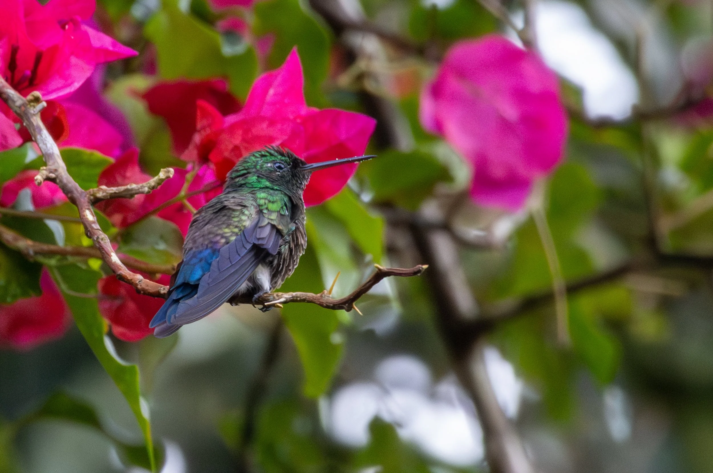 Blue-vented Hummingbird