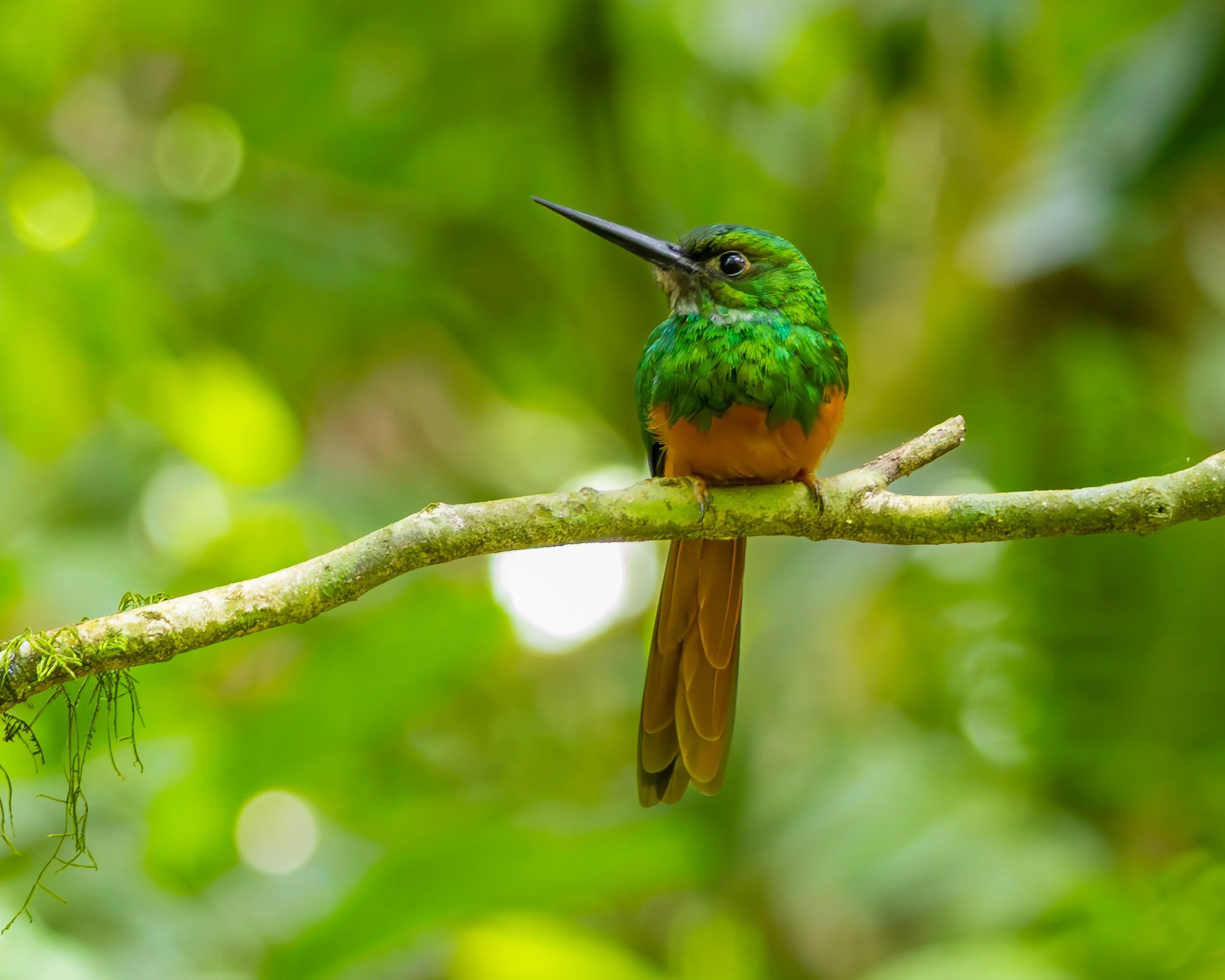 Rufous-tailed Jacamar