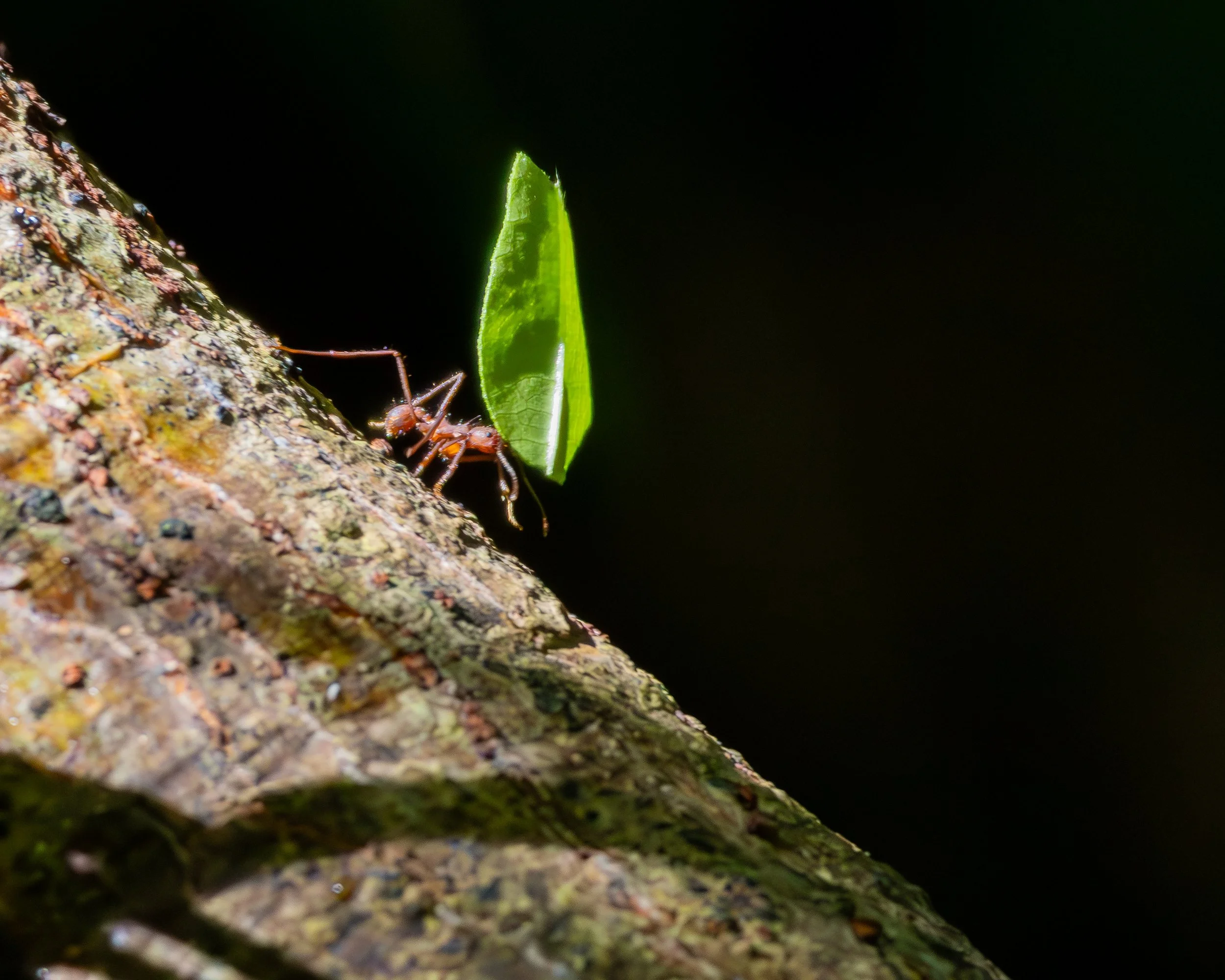 Leafcutter Ant