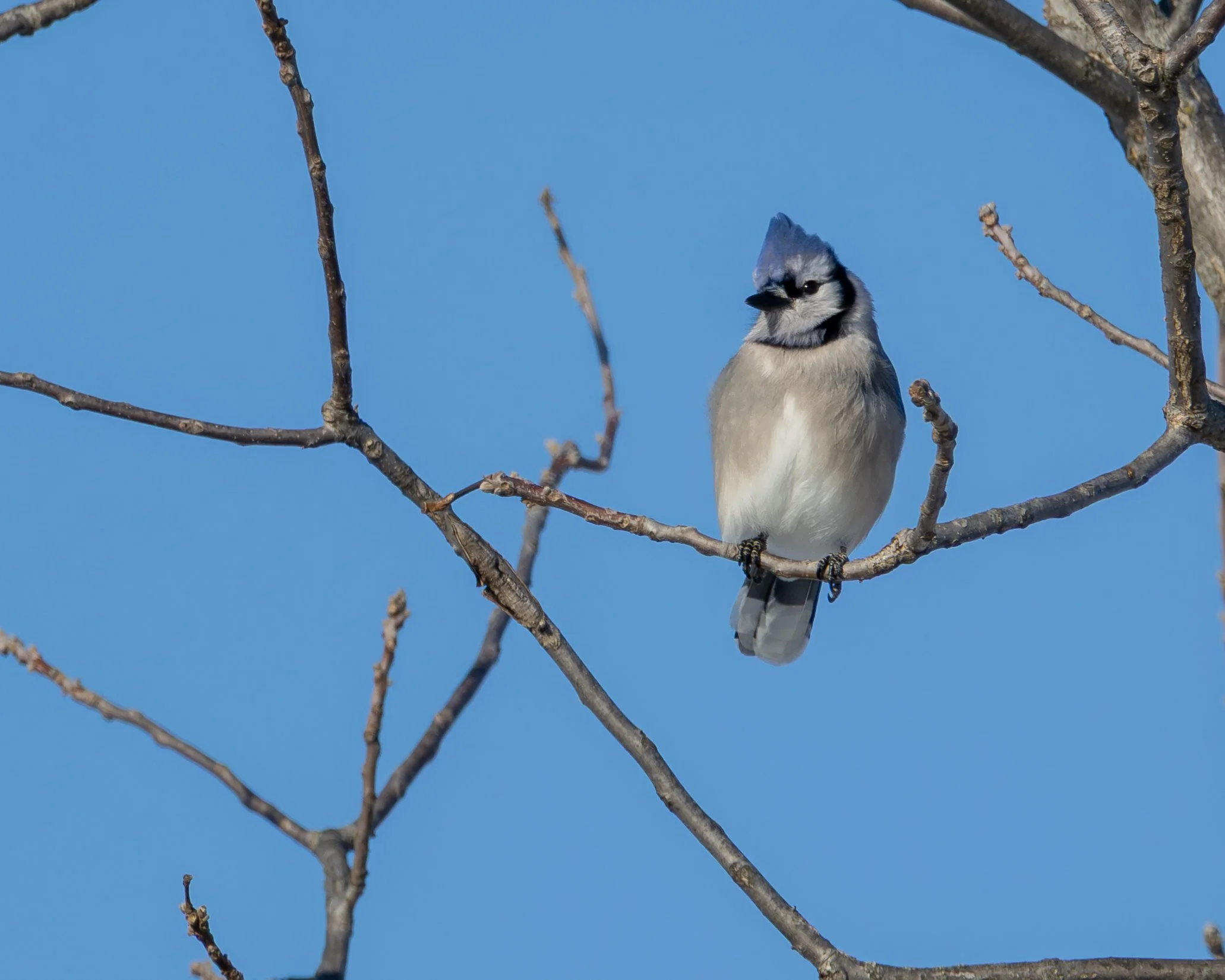 Blue Jay