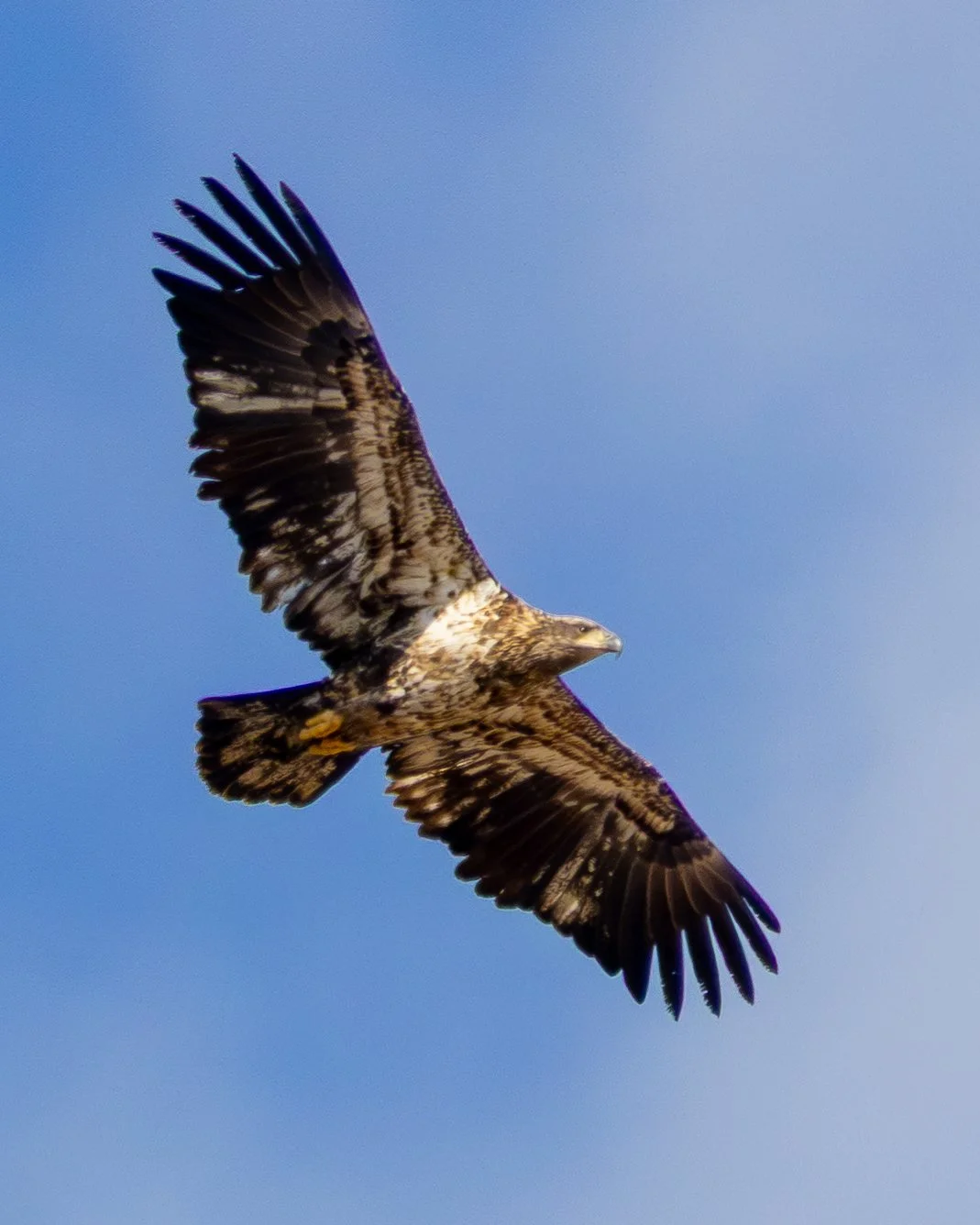 Immature Bald Eagle