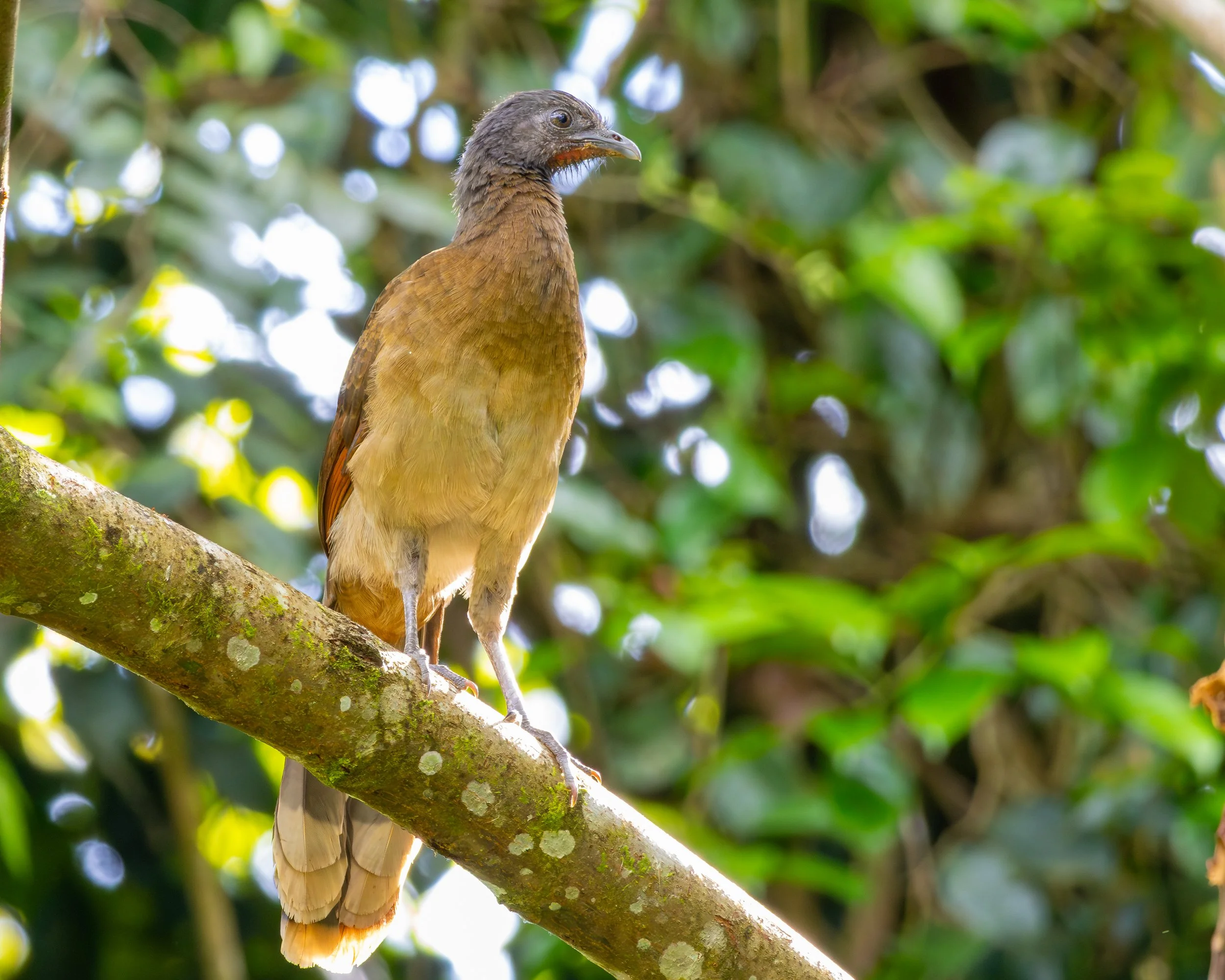 Grey-headed Chachalaca