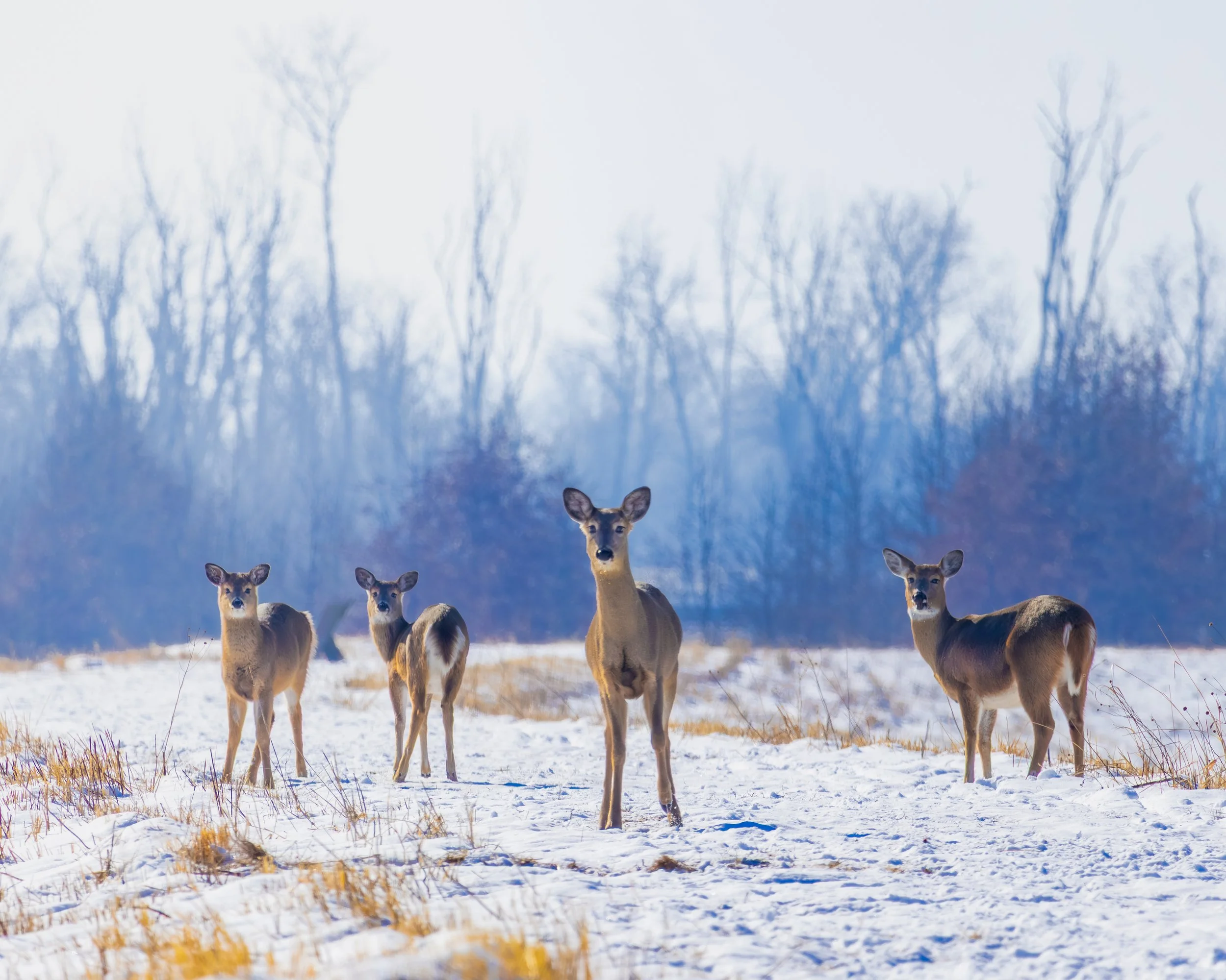 White-tailed Deer