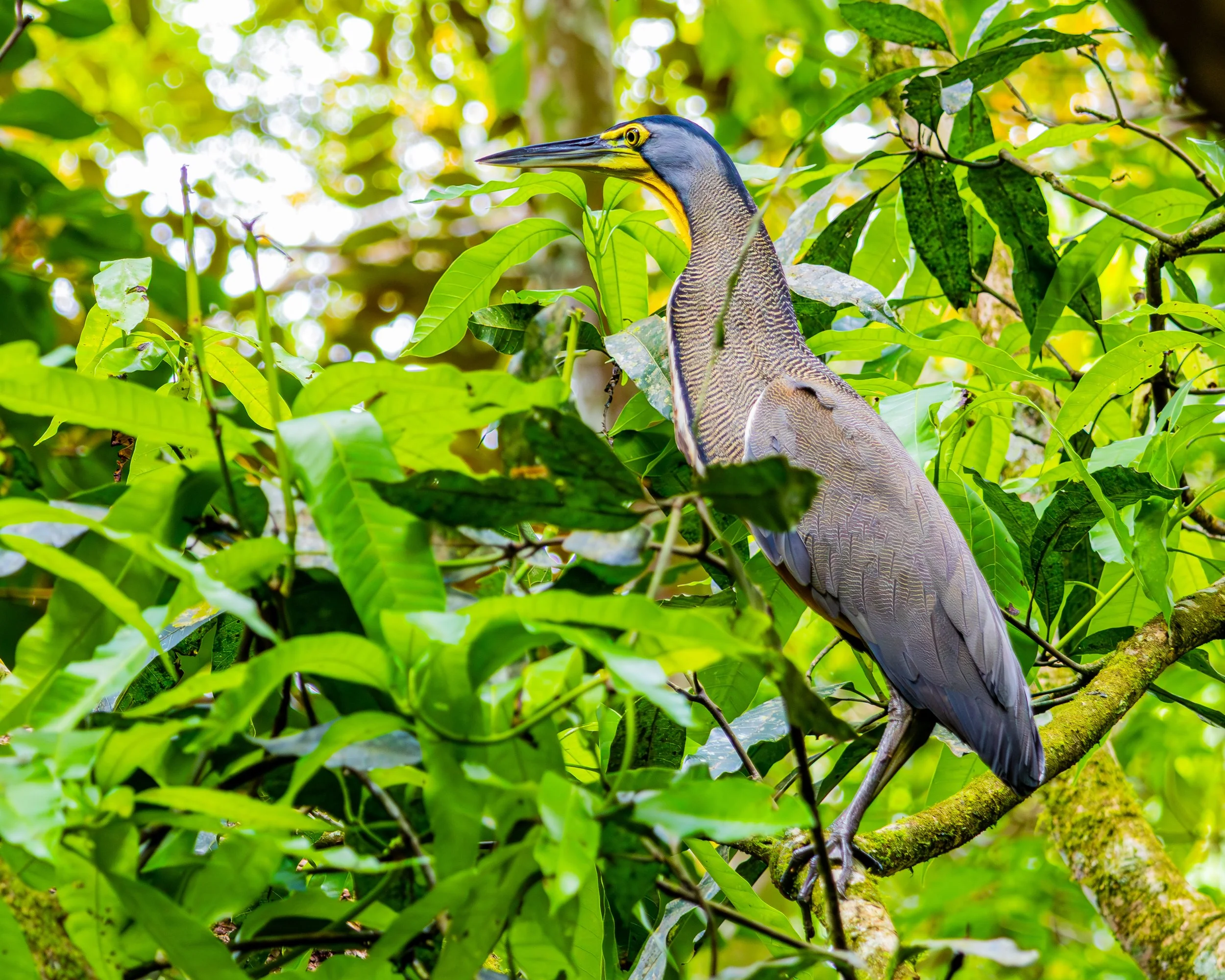 Bare-throated Tiger Heron