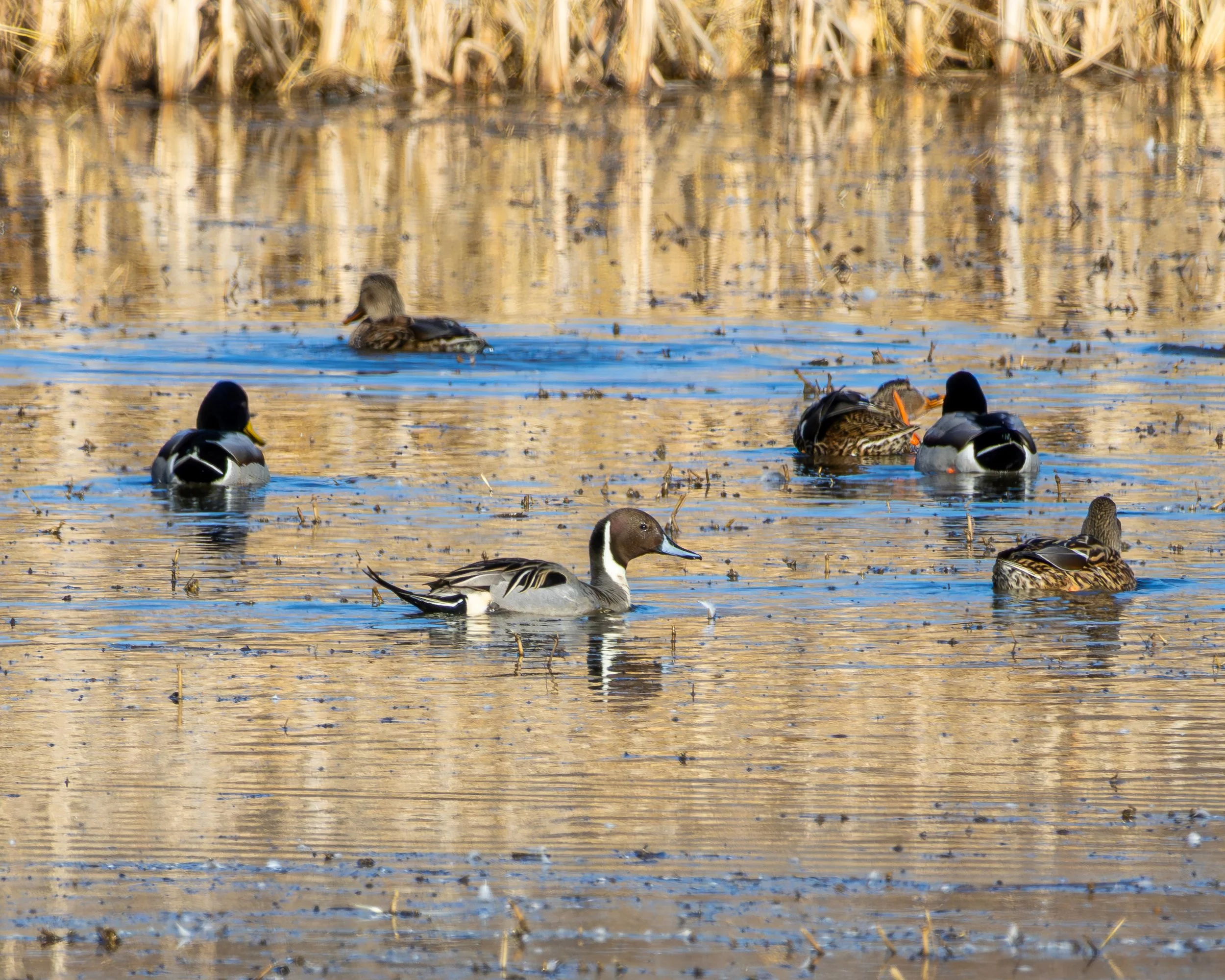 Northern Pintail