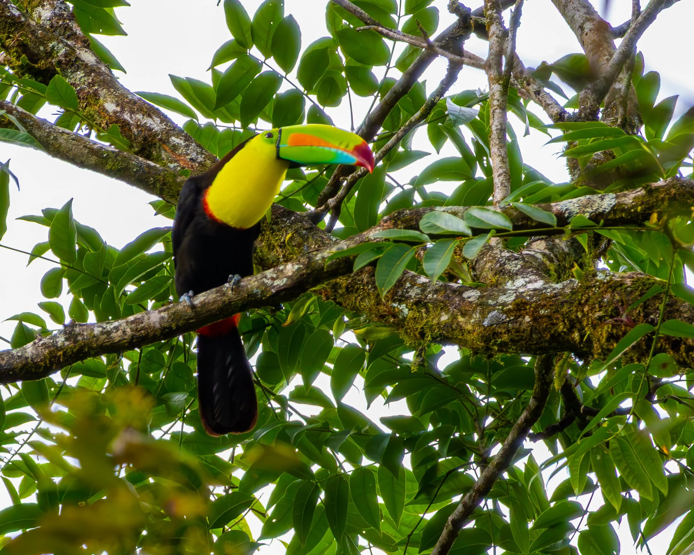 Keel-billed Toucan. It would not be a trip to Costa Rica without one of these