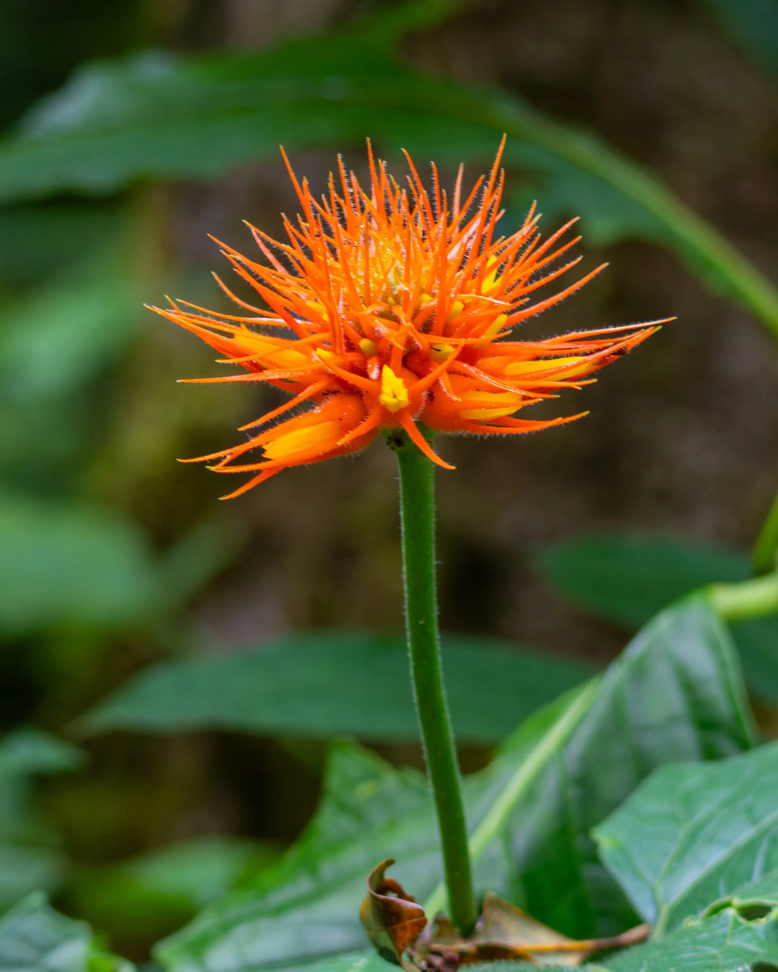 Flower.jpg