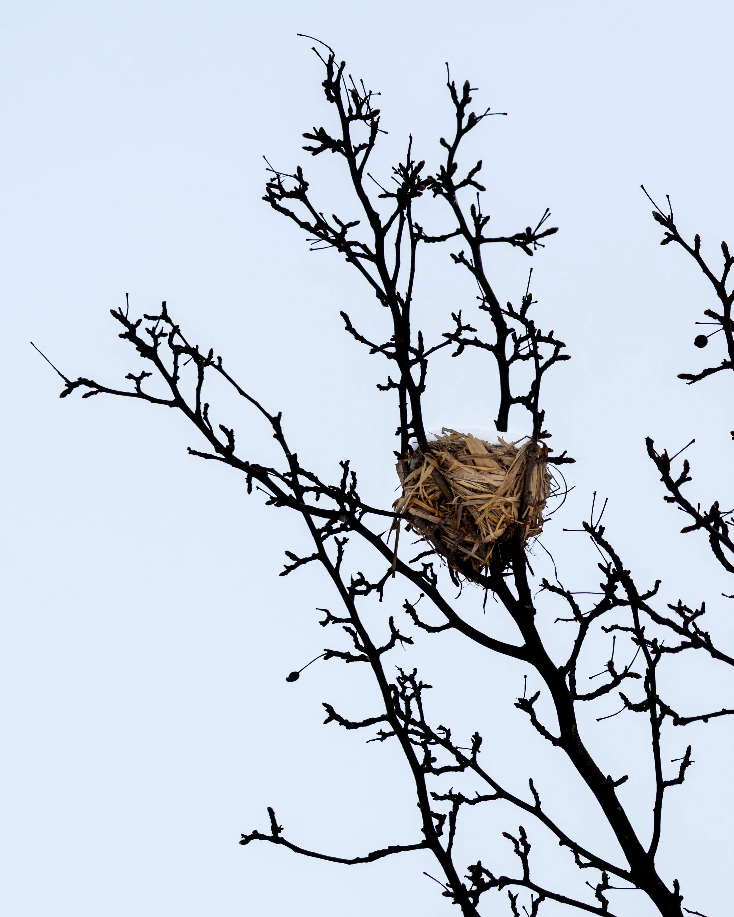Nest made of woven cattails taken at Salomon Farm Park