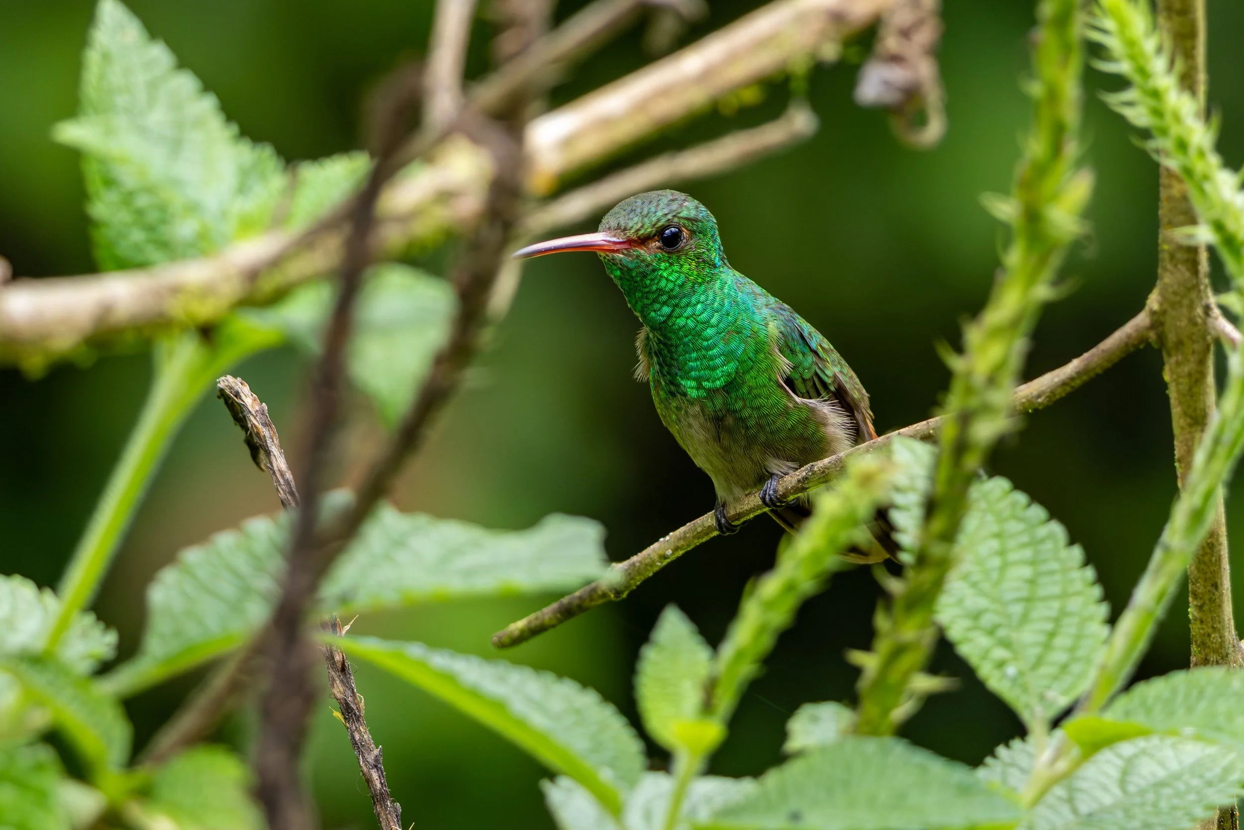 Rufous-tailed Hummingbird