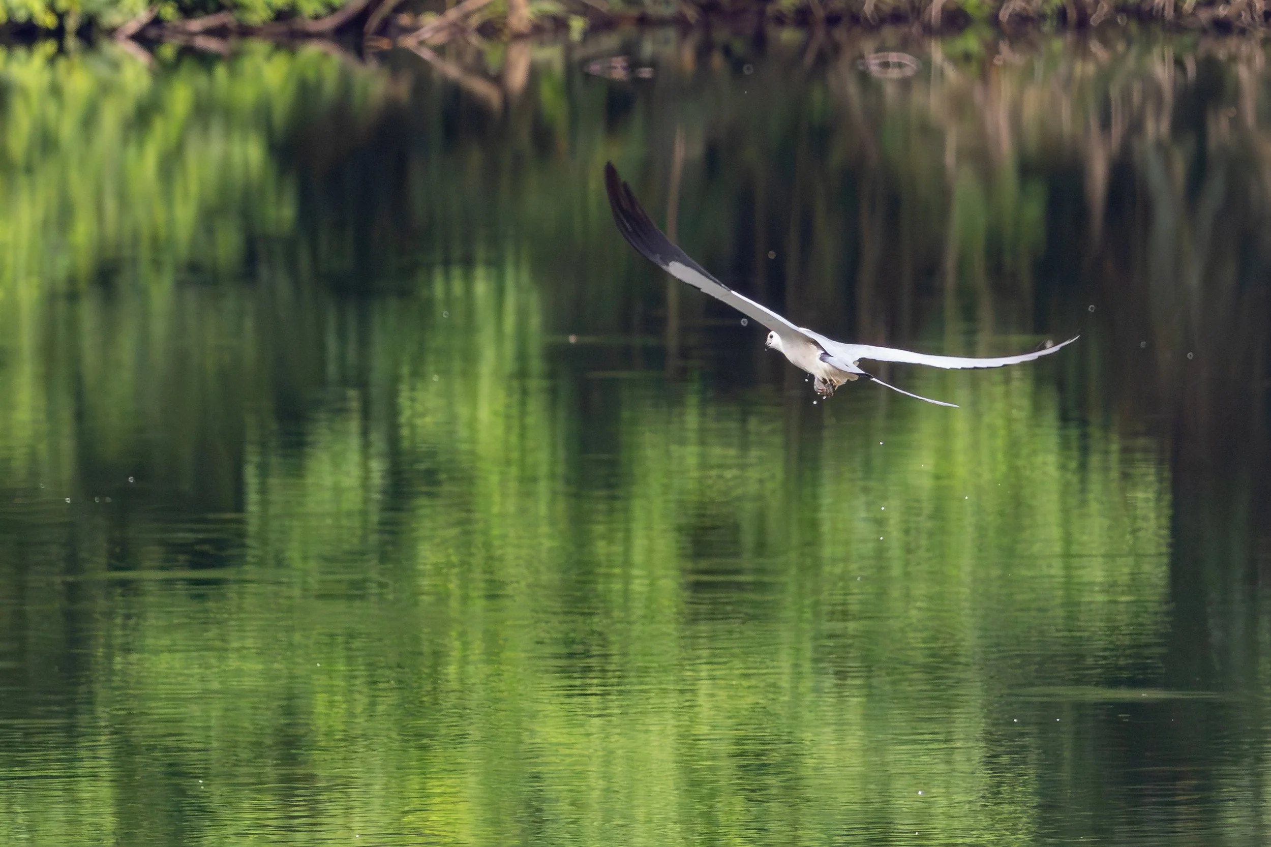 Swallow-Tailed Kite