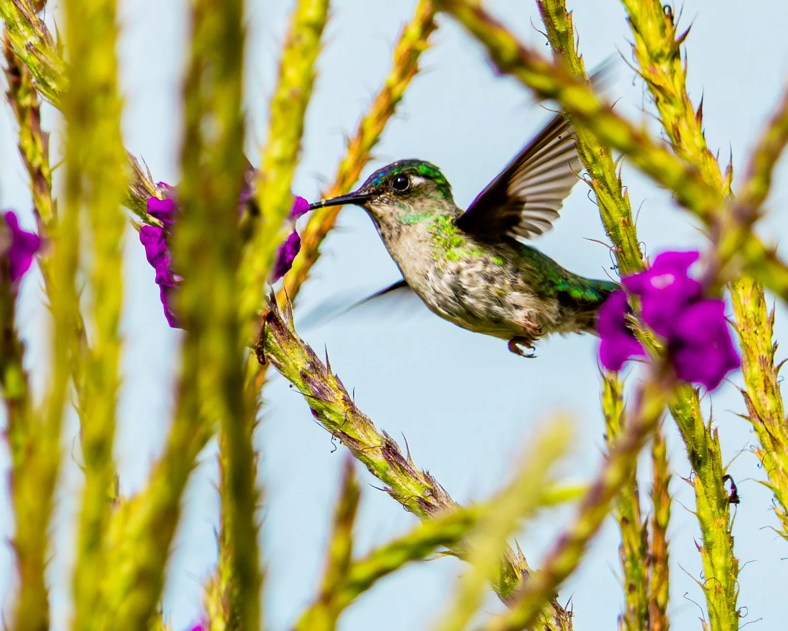 Violet-headed Hummingbird