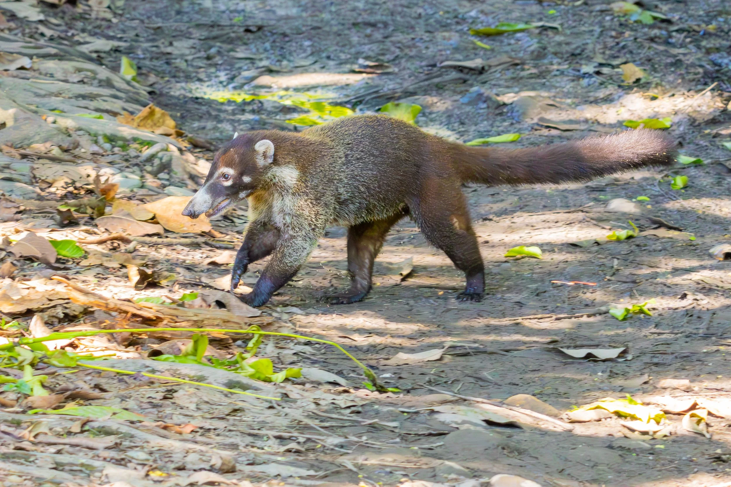 White-nosed Coati