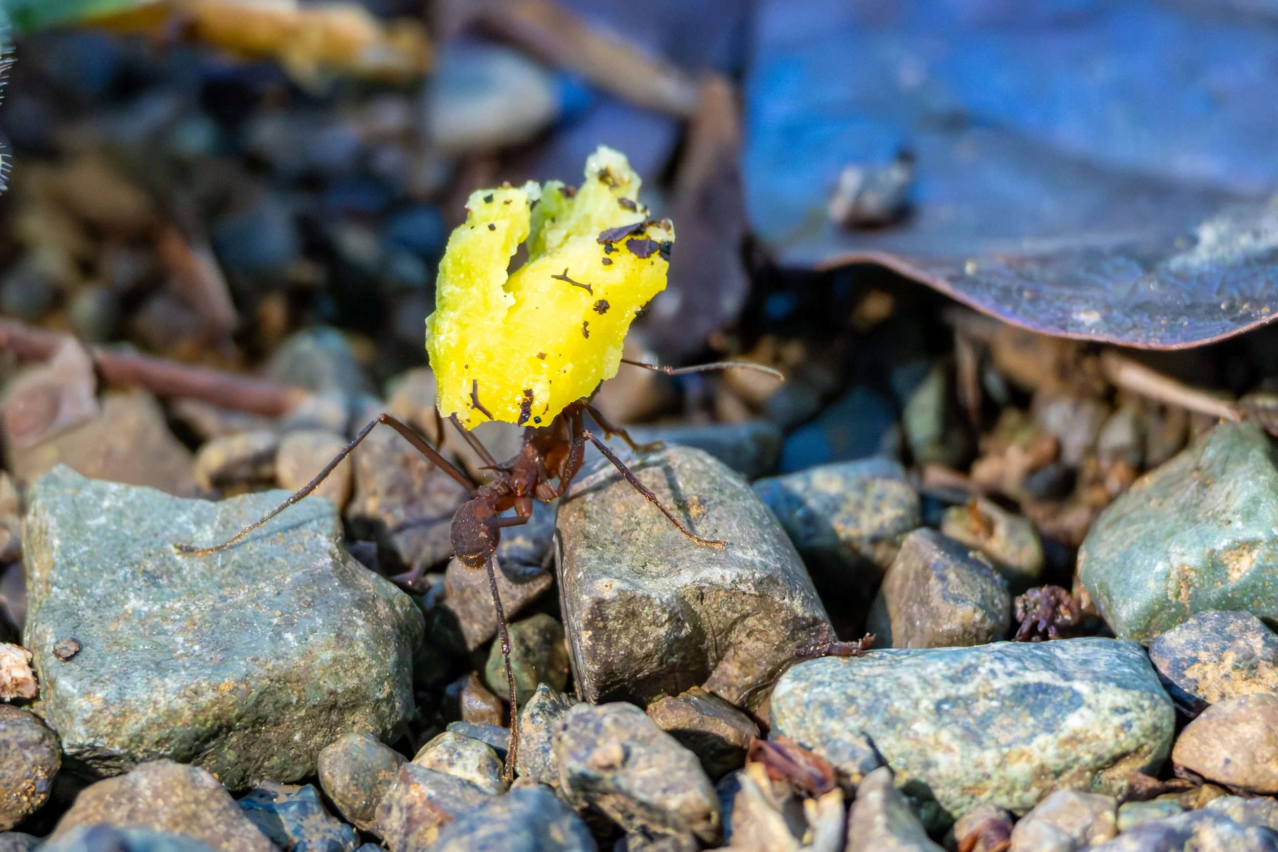 Leafcutter Ant