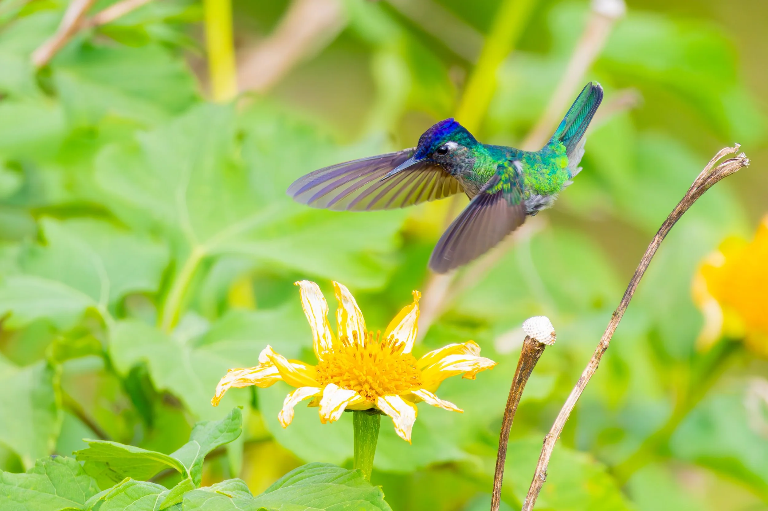Violet-headed Hummingbird