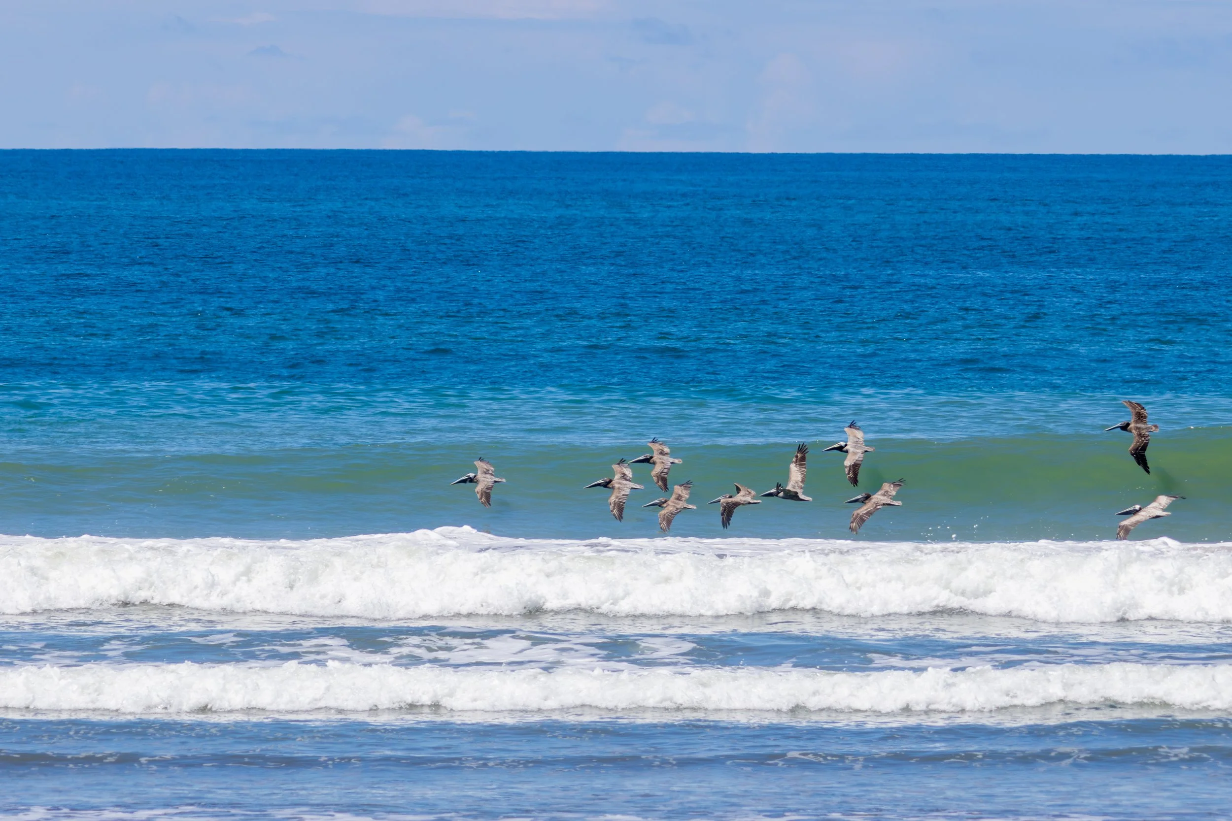 Brown Pelicans
