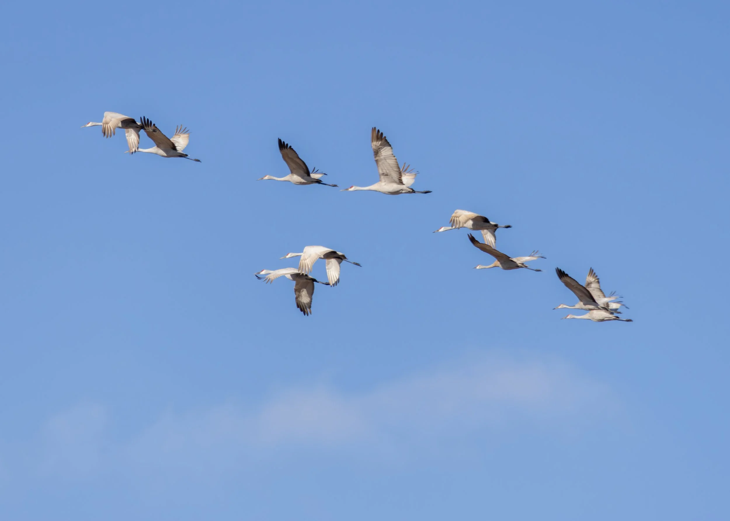 Sandhill Cranes
