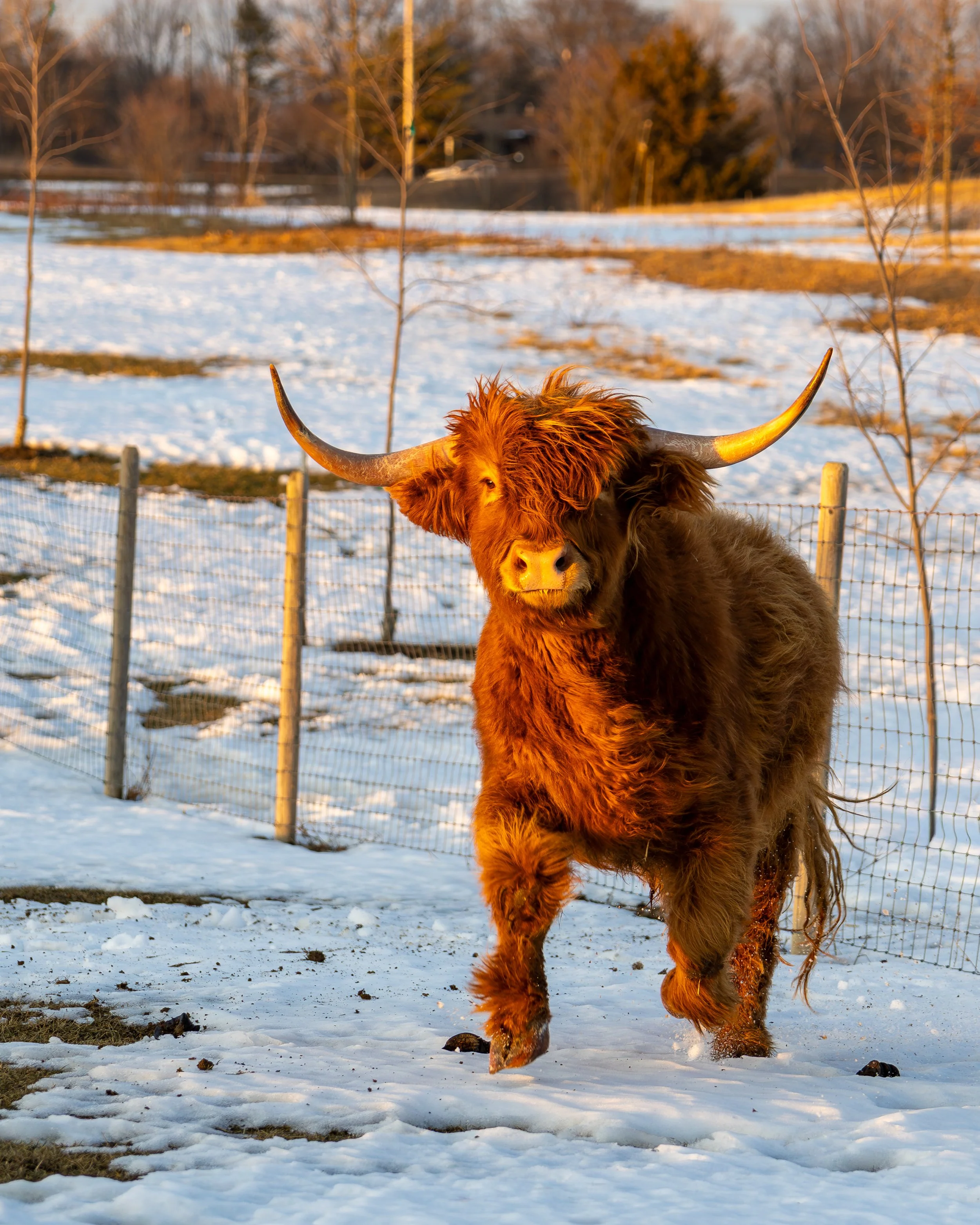 Highland Cow Trot