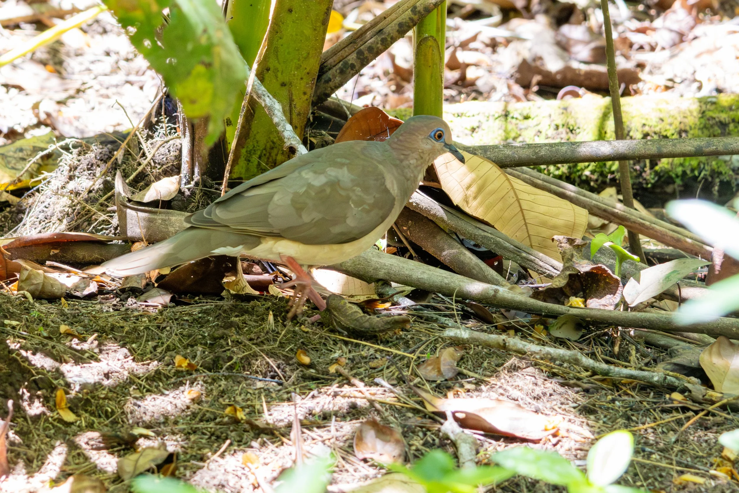White-winged Dove