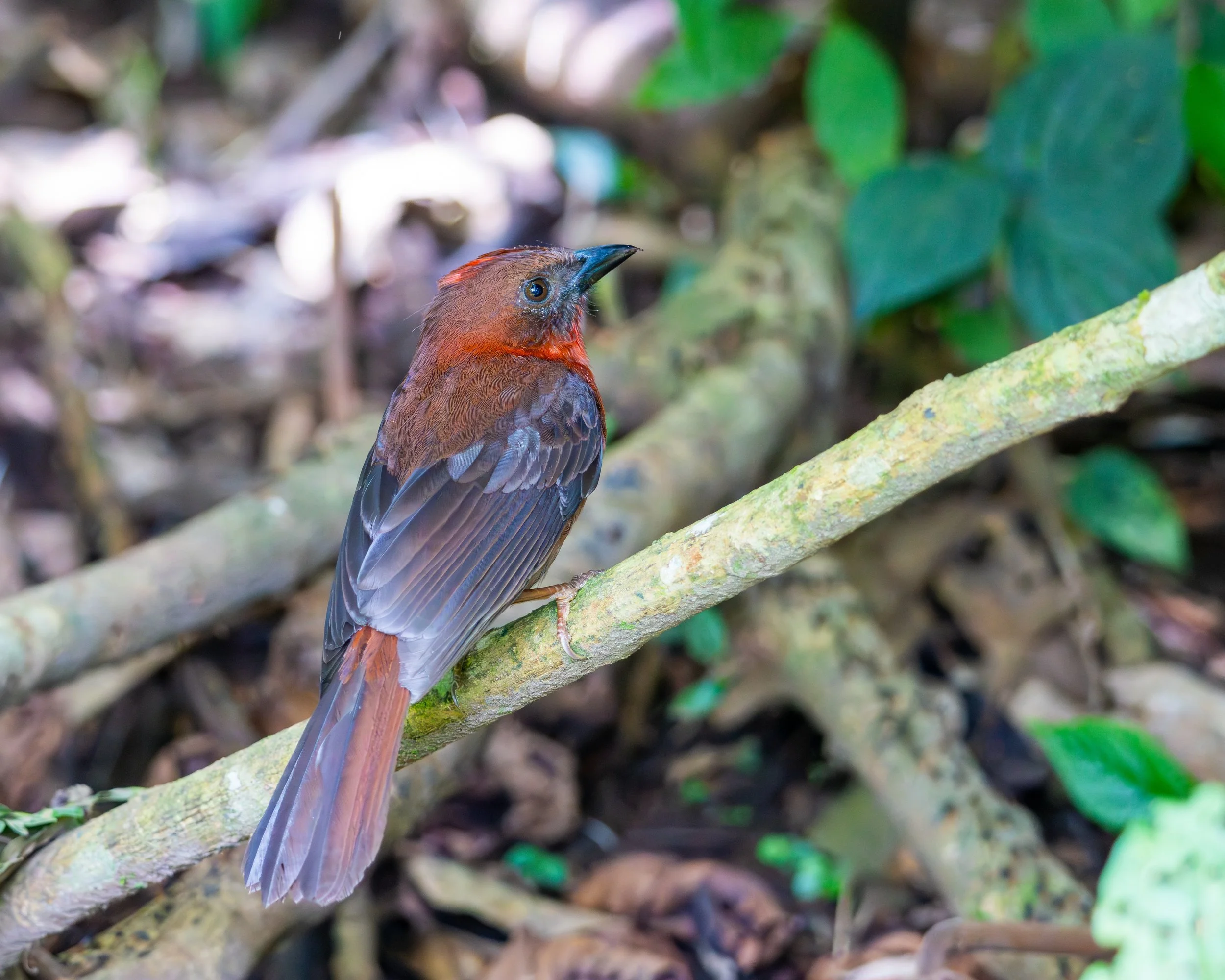 Red-throated Ant Tanager