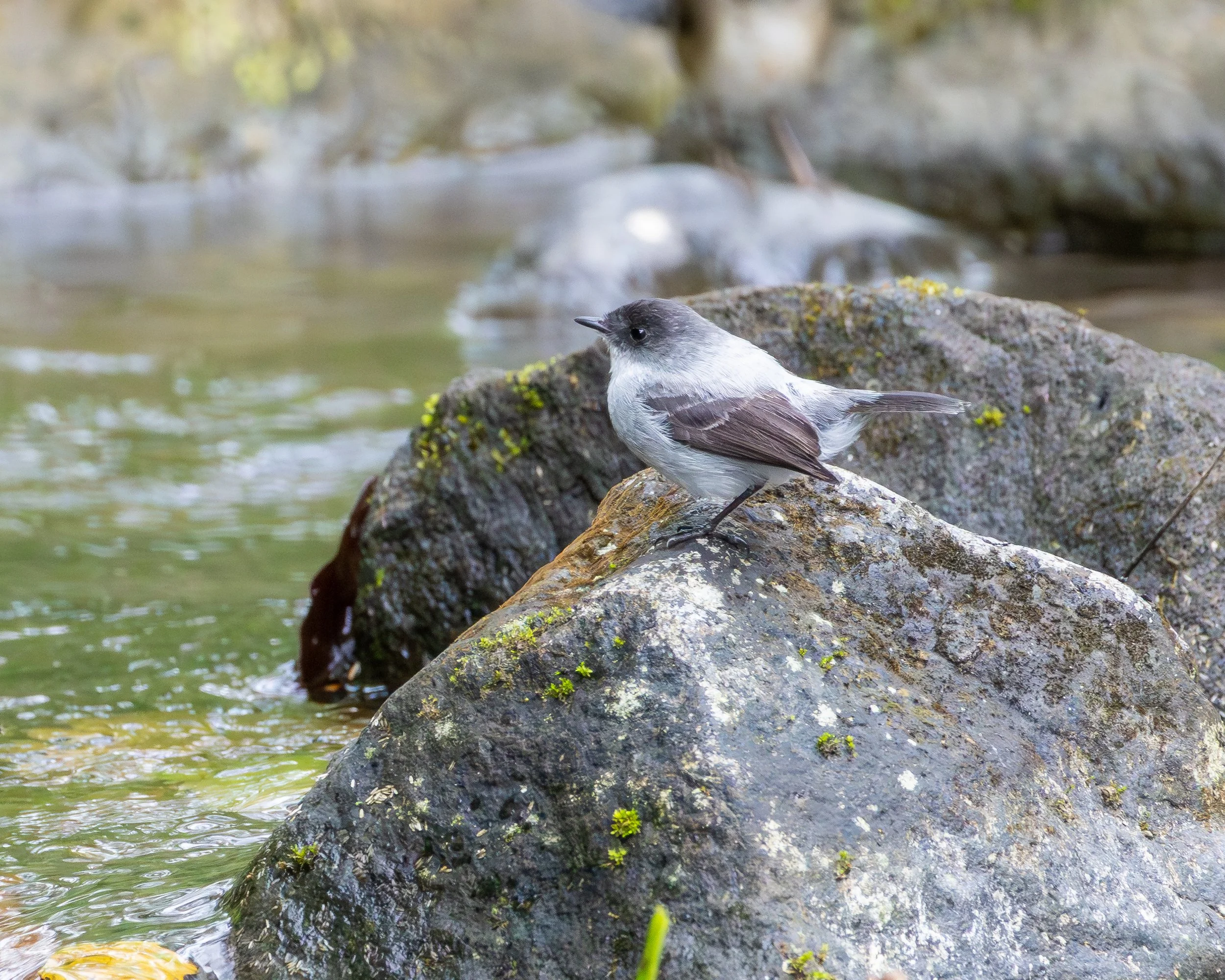 Torrent Tyrannulet
